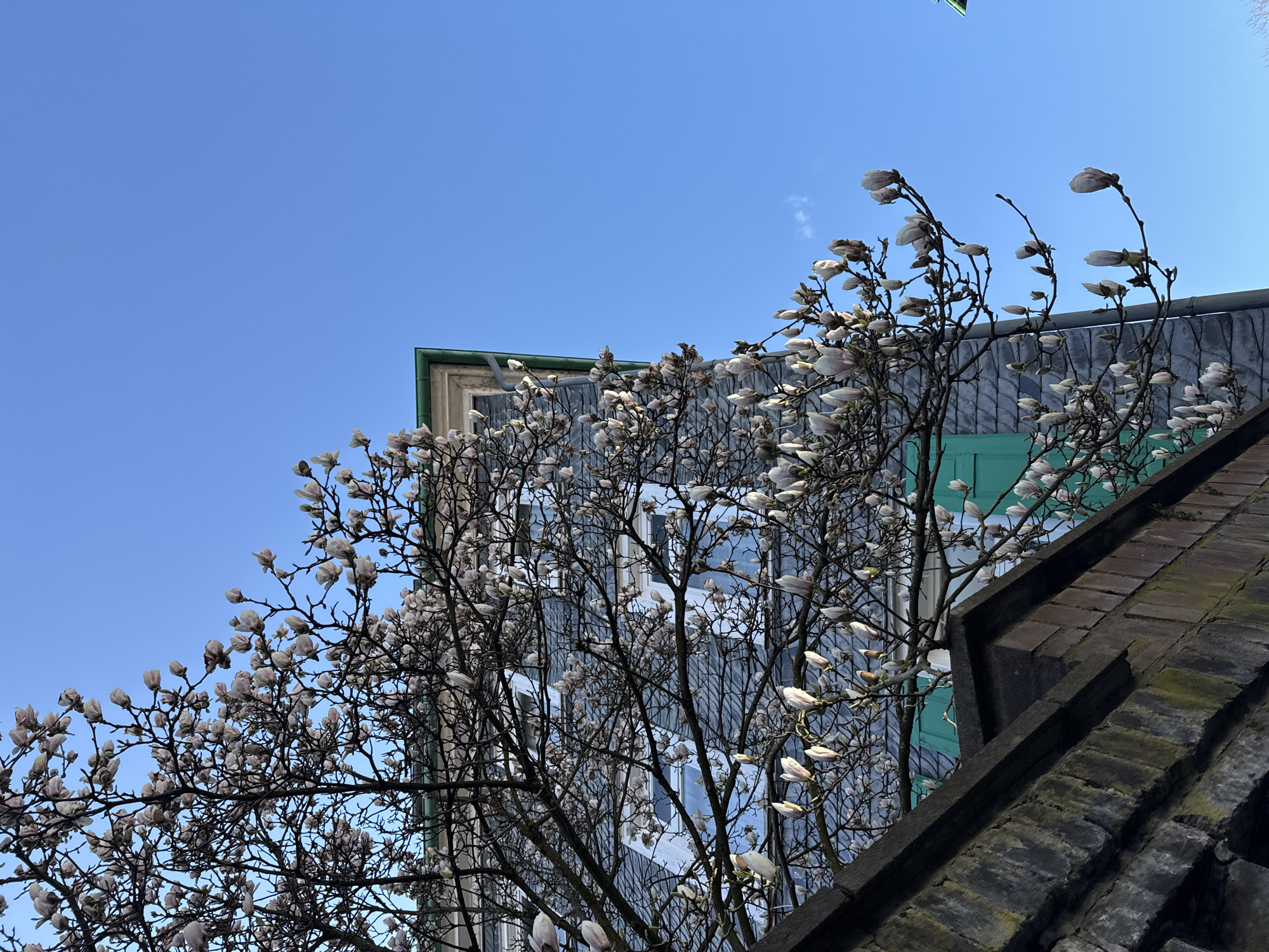 Spring scenes documented in residential Remscheid neighborhood