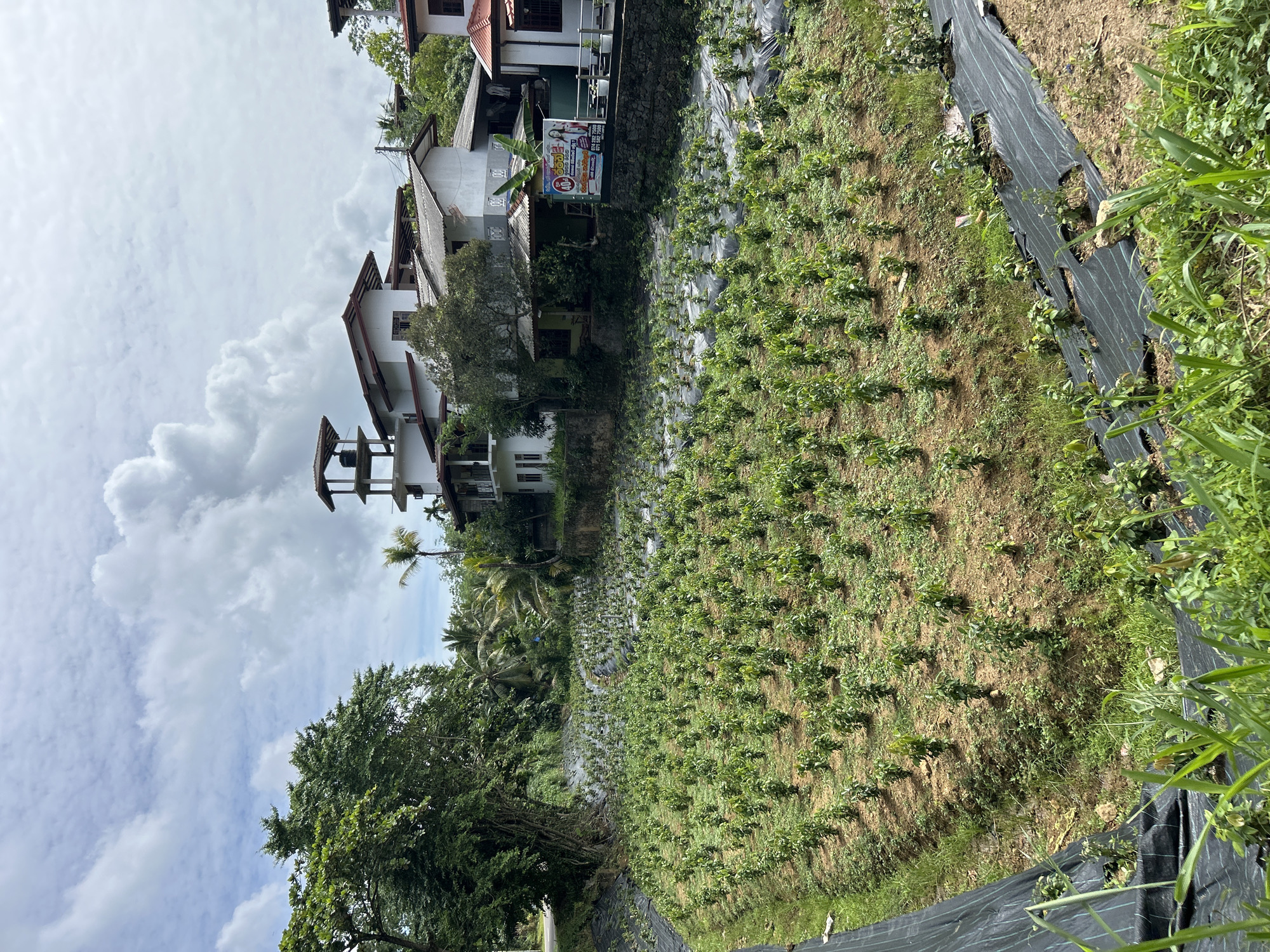 Newly planted field with black plastic mulch, Udukawa, Sri Lanka