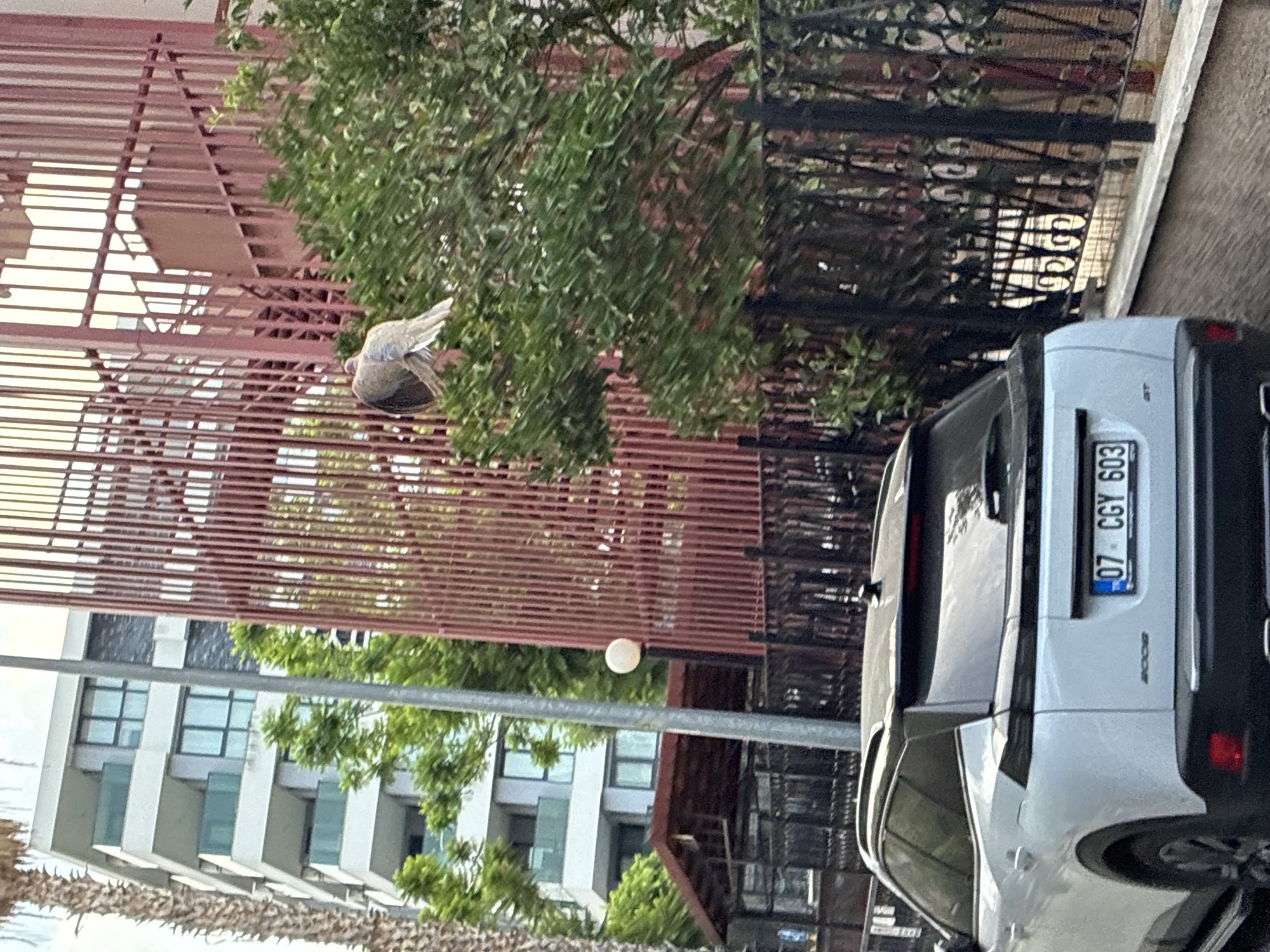 Grey cats and Alanya streets on a quiet July morning