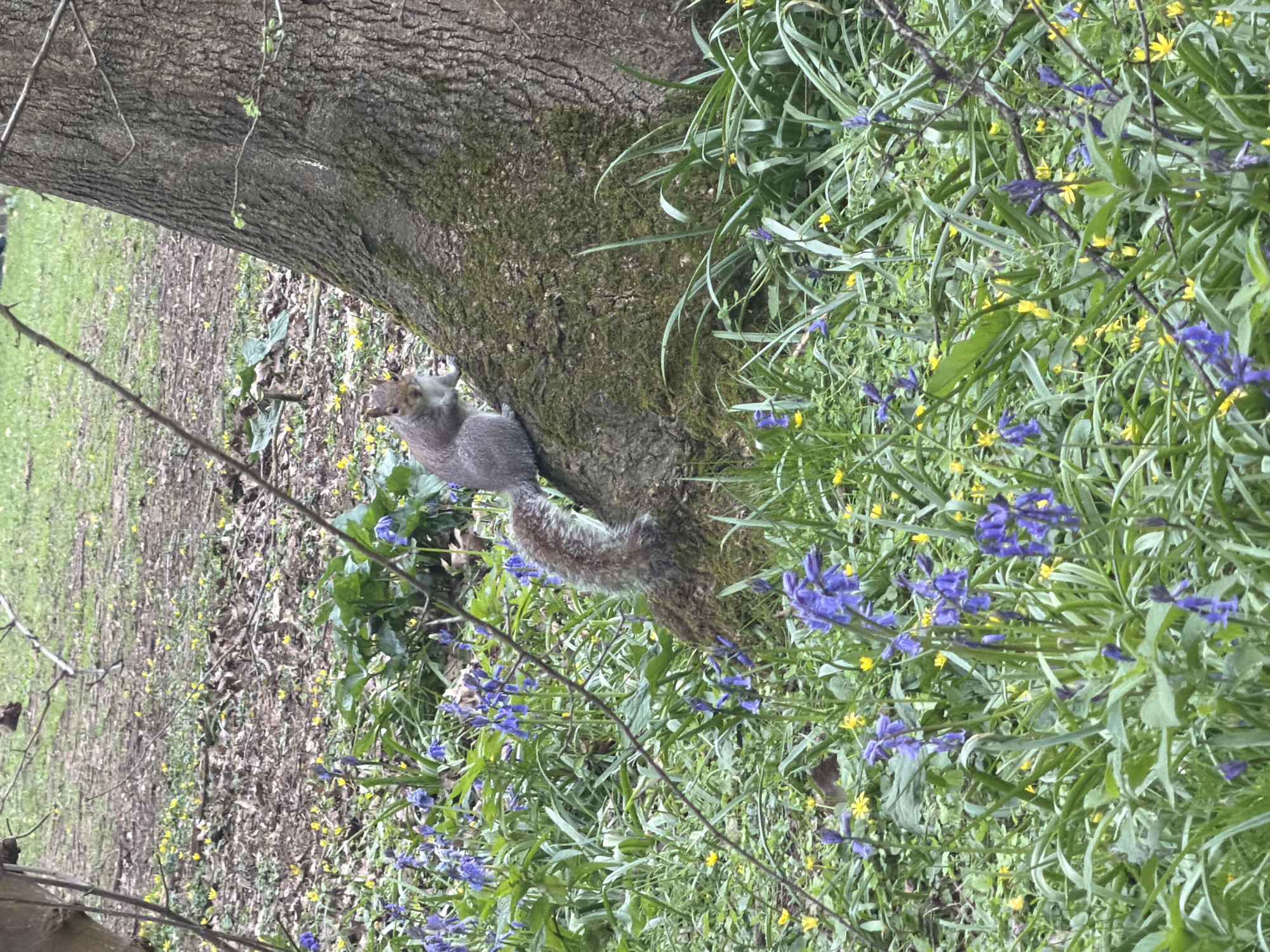 Gray squirrels spotted foraging in Maidstone woodland parks
