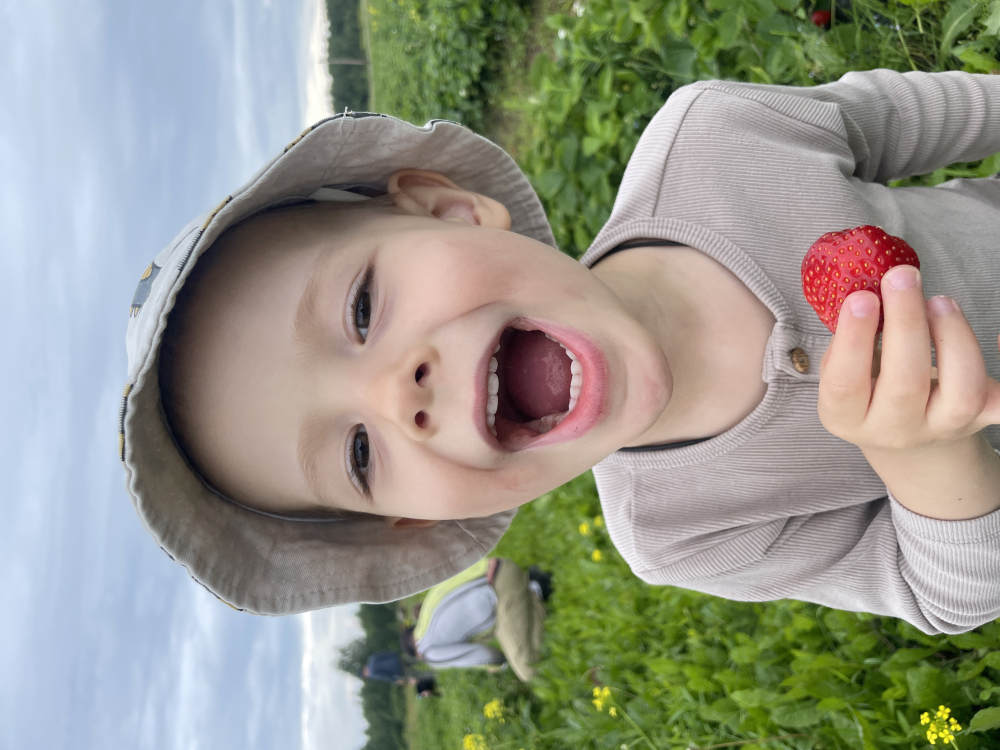 Picking ripe strawberries in a Foteni field on a cloudy morning