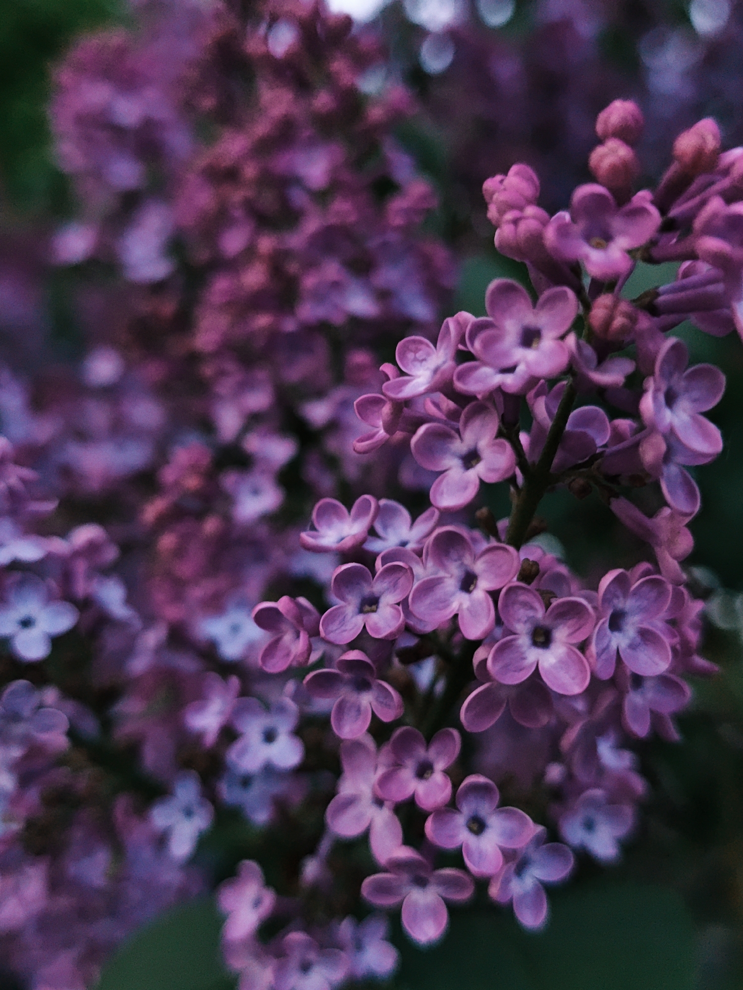 Spring blooms documented in Parkhomivka, Ukraine during evening hours