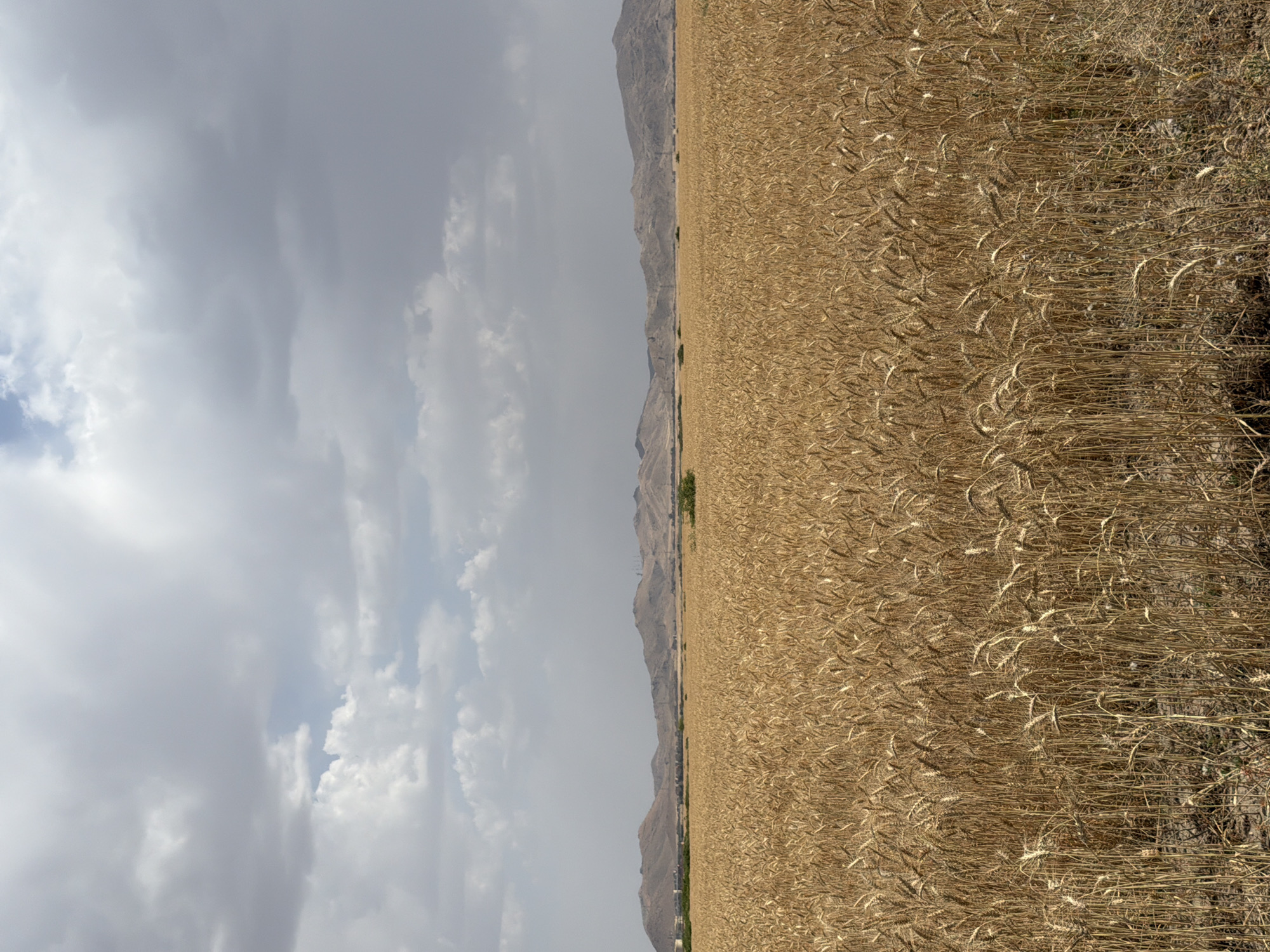 Wheat harvest documented in rural Morocco fields