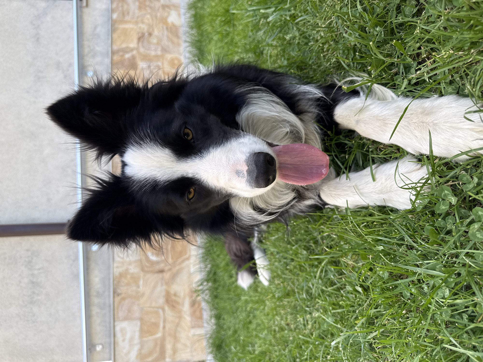 Border Collie enjoys sunny morning in Bulgarian town
