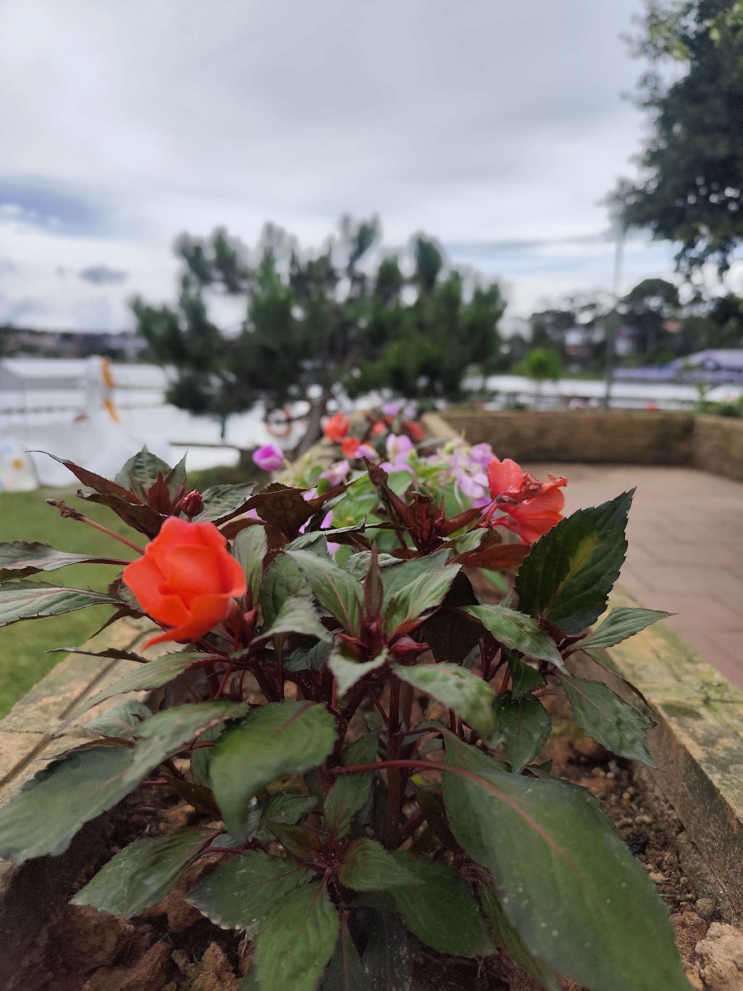 Lakeside morning at Xuan Huong, Da Lat — boats, blooms, and paths
