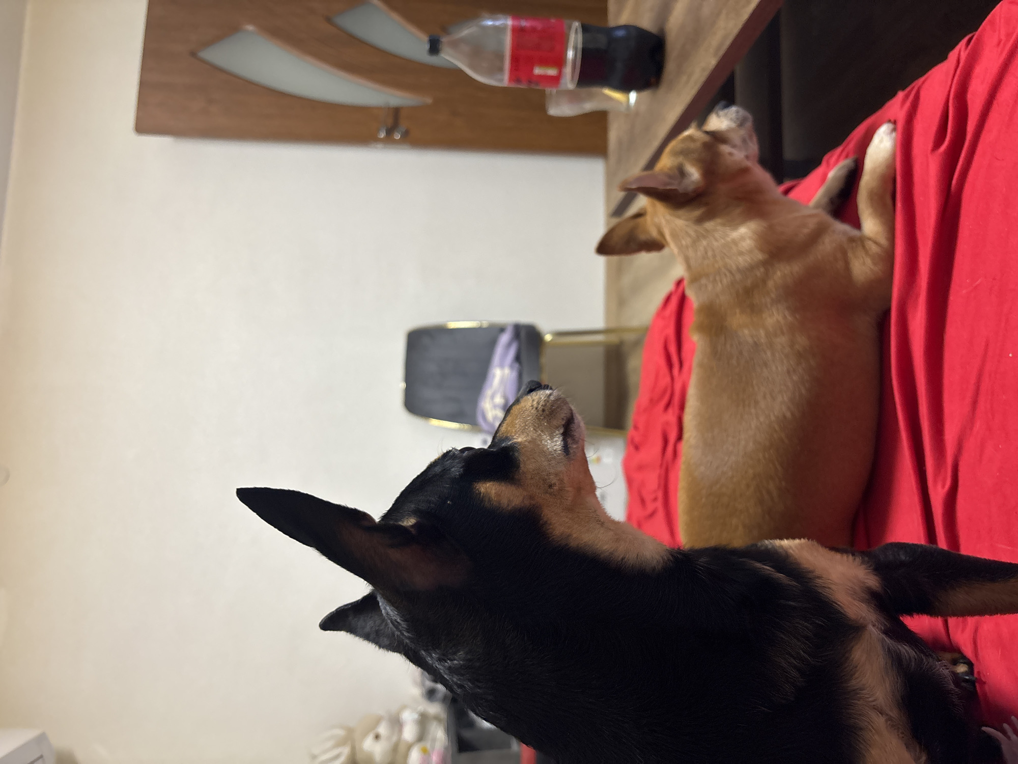 Dogs relaxing at home in Kuklen, Bulgaria