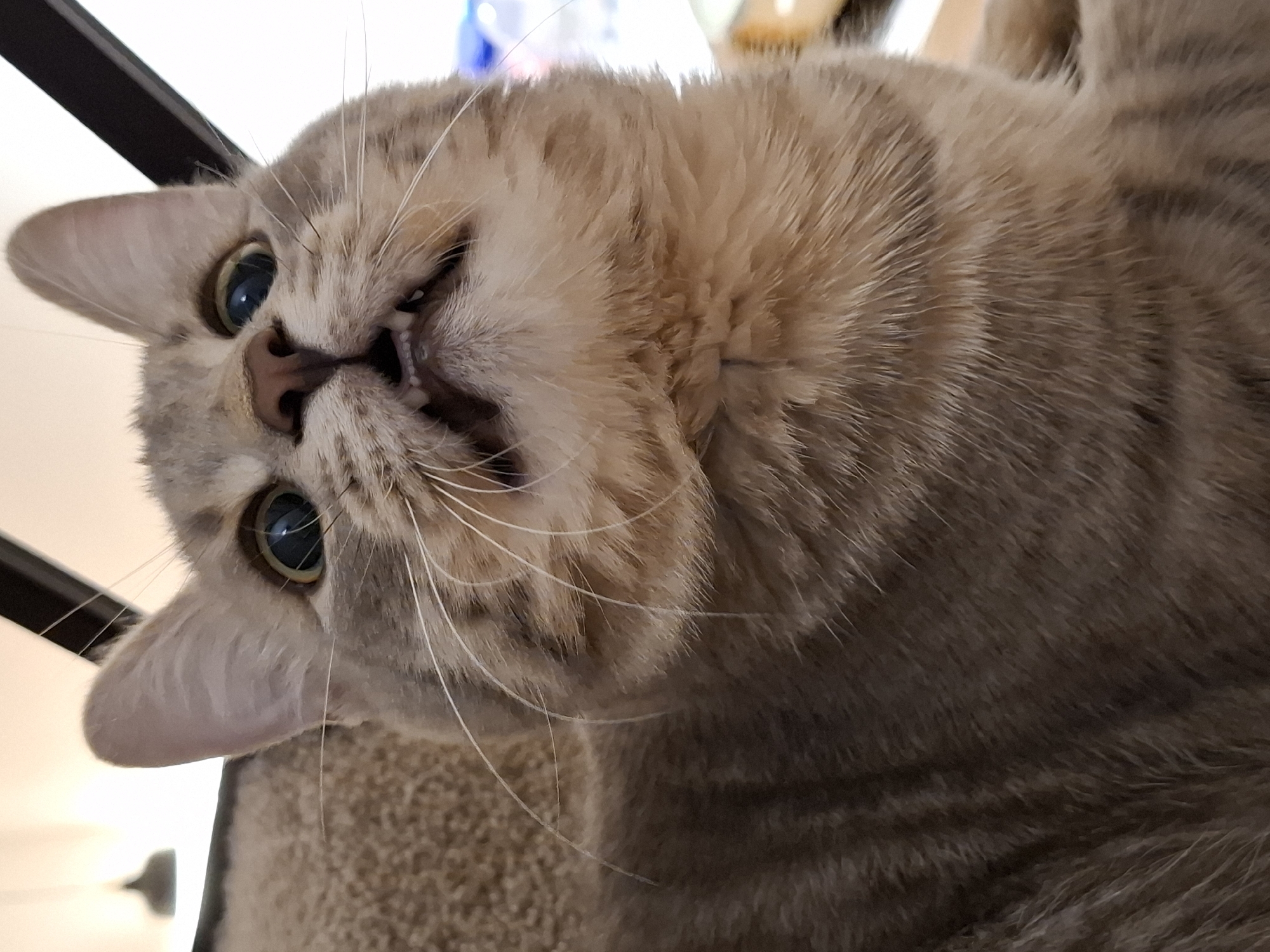 One tabby cat, one evening, every possible pose