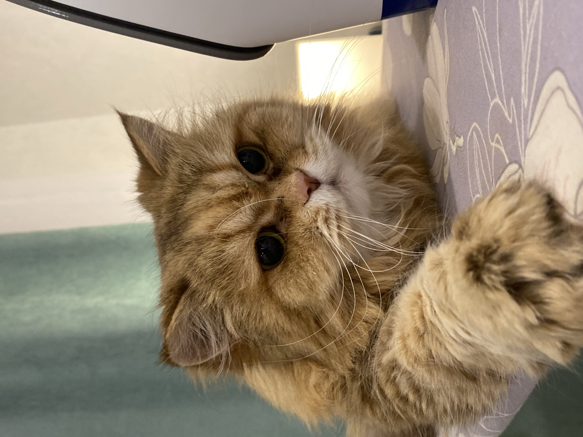 Cat rests on ironing board in Kazan home