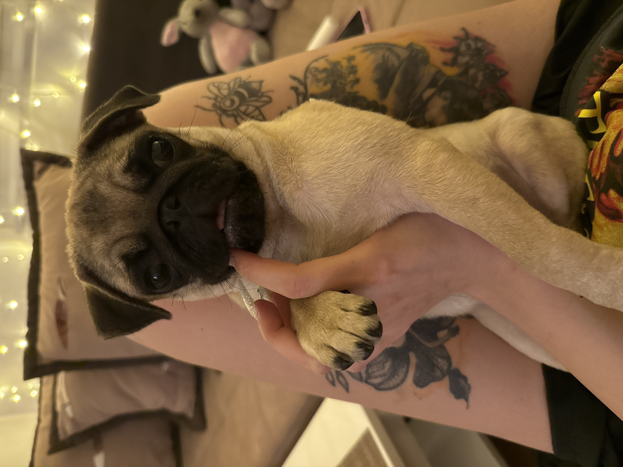 Pug relaxes on furniture in documented three-minute sequence