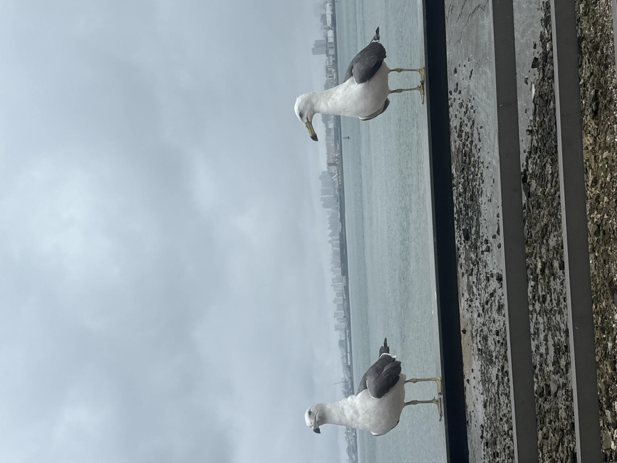Overcast morning around Incheon's waterfront, seagulls and wet streets