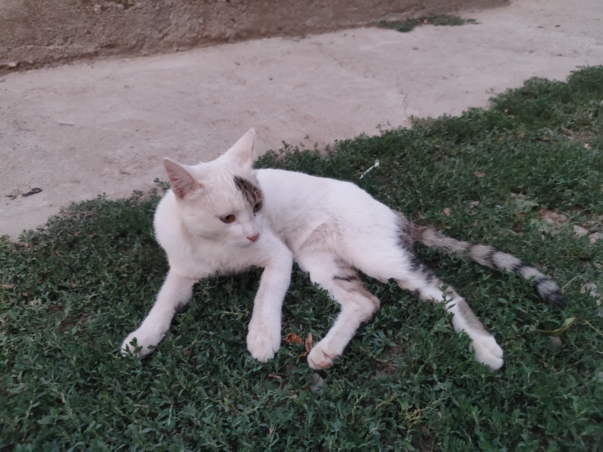 Lazy afternoon with animals and kids in a Tajik yard