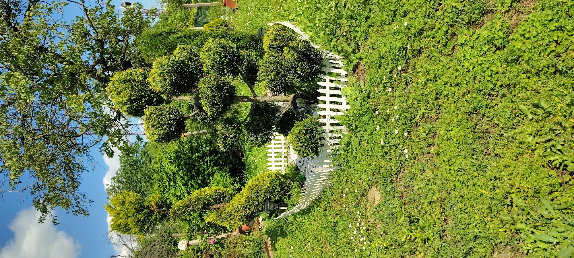 Topiary tree spotted in Ruse garden scene