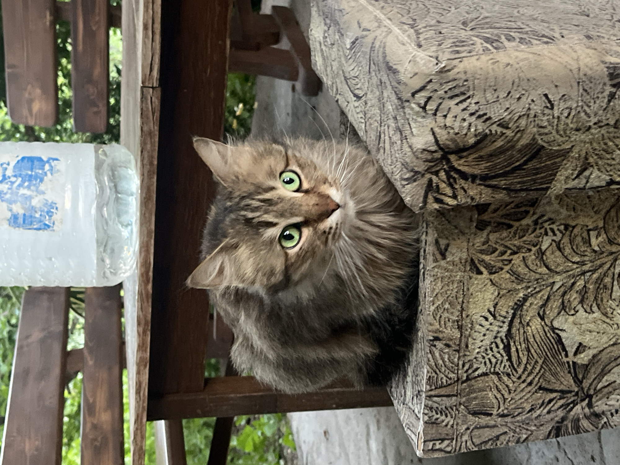 16 cats, all green eyes, all doing cat things