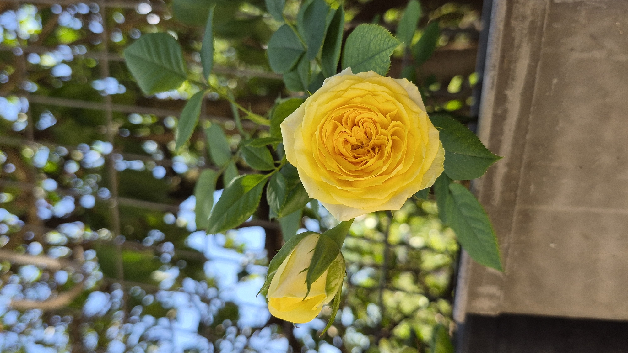 Garden close-ups: flowers, fruit, and a bee on a clear day