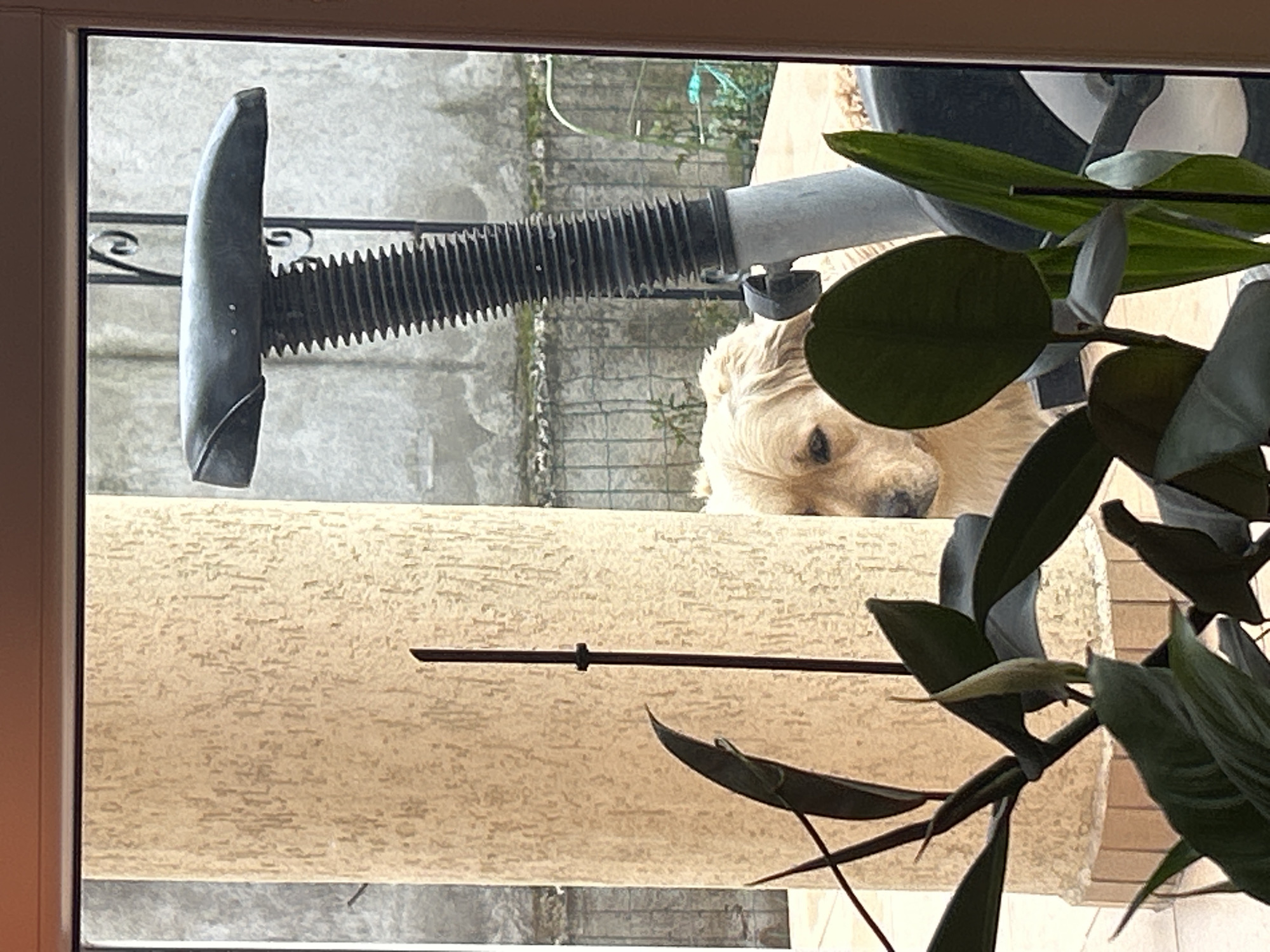 Golden retriever spotted outside Sofia residence seeking attention