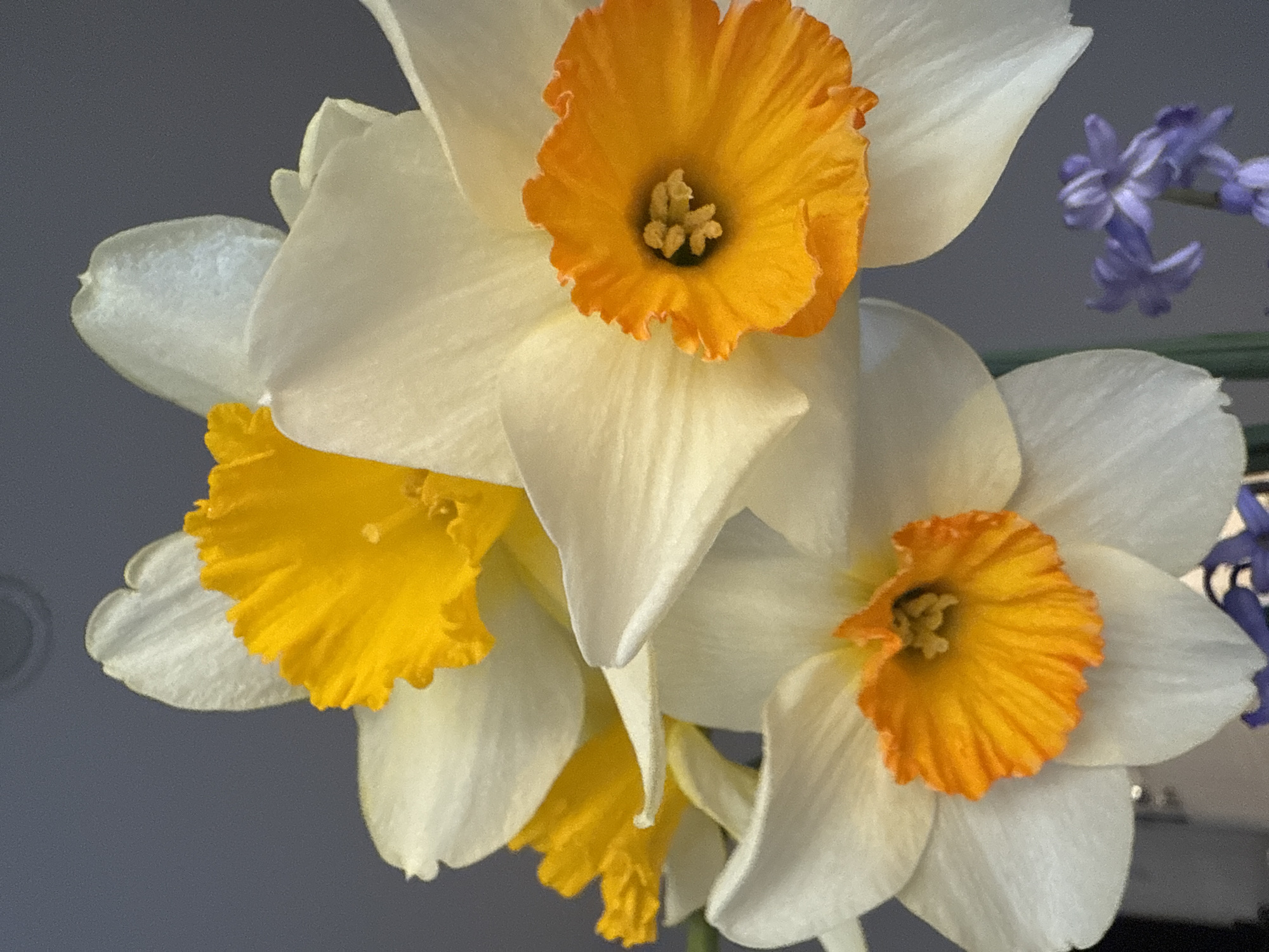 Spring daffodils and hyacinths bloom in Dobrich, Bulgaria