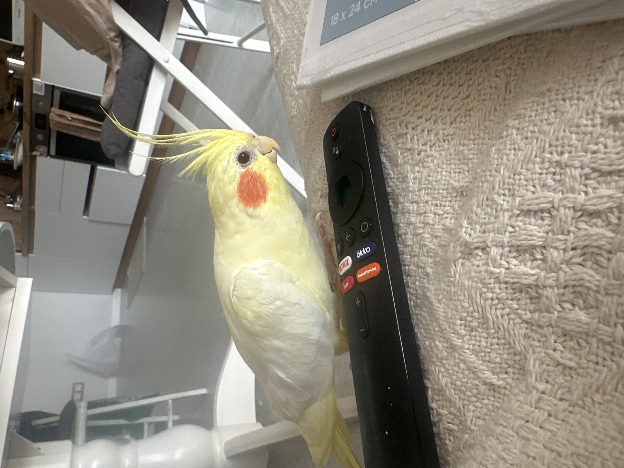 Cockatiel spotted next to TV remote in Krasnoyarsk home
