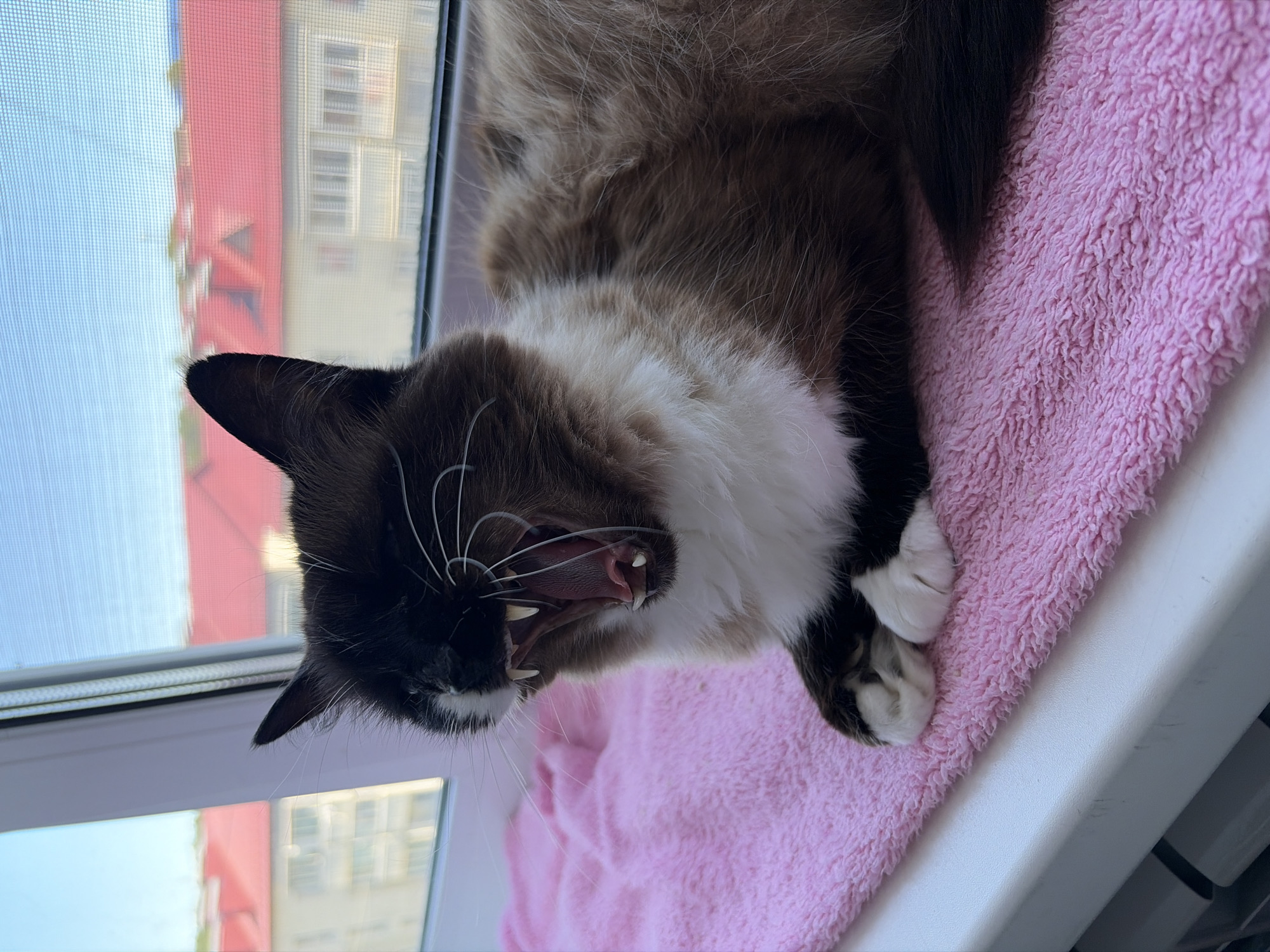 Korsakov neighborhood streets and a very relaxed windowsill cat