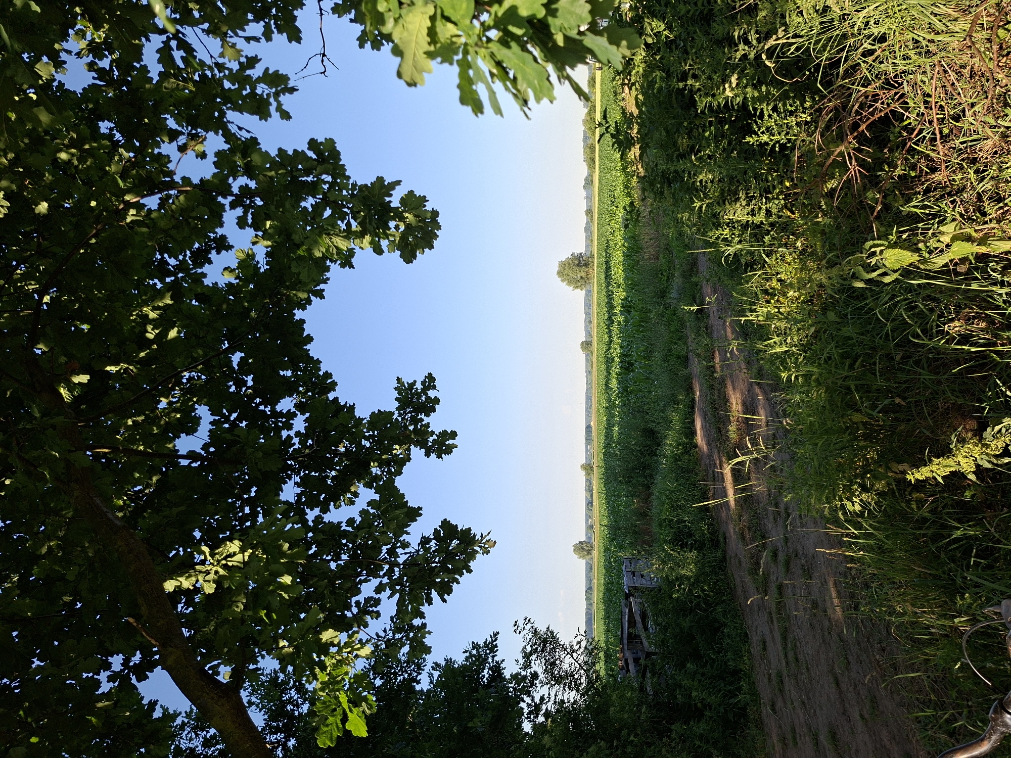 Morning walk through cabbage fields and cornrows on a sunny farm
