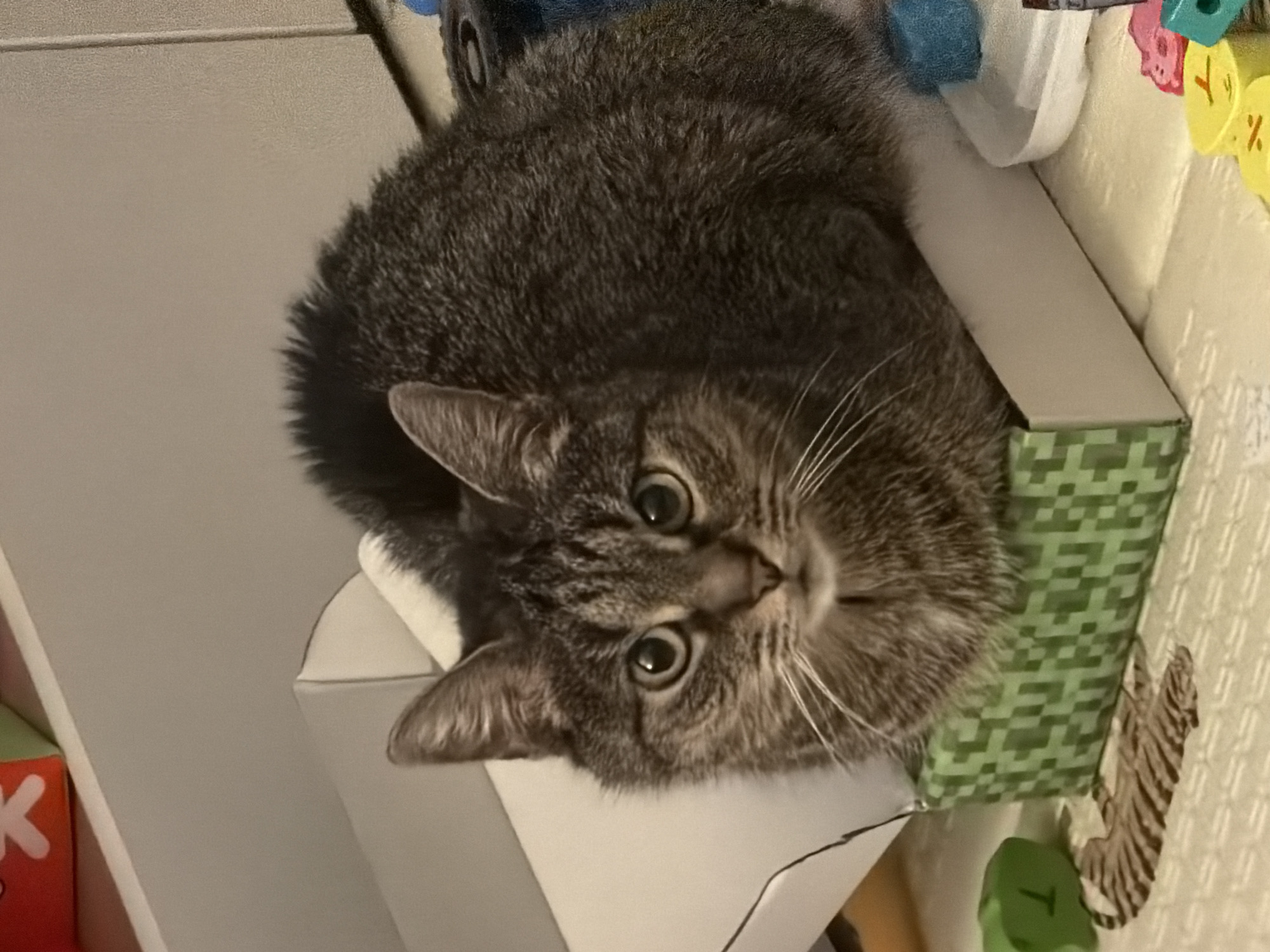 Tabby cat peers out from a box in Odintsovo