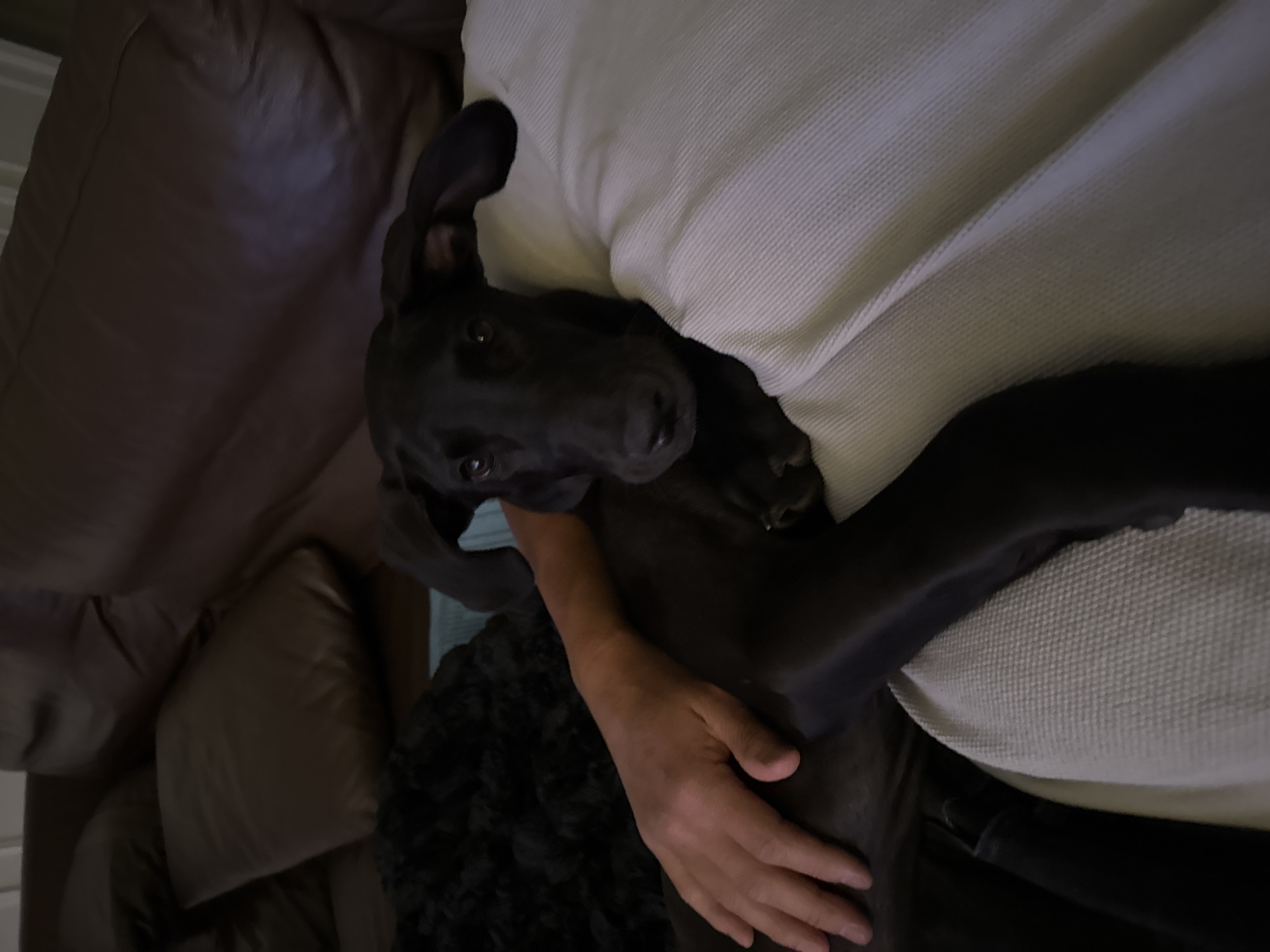 Dog rests on couch with owner in Mexico