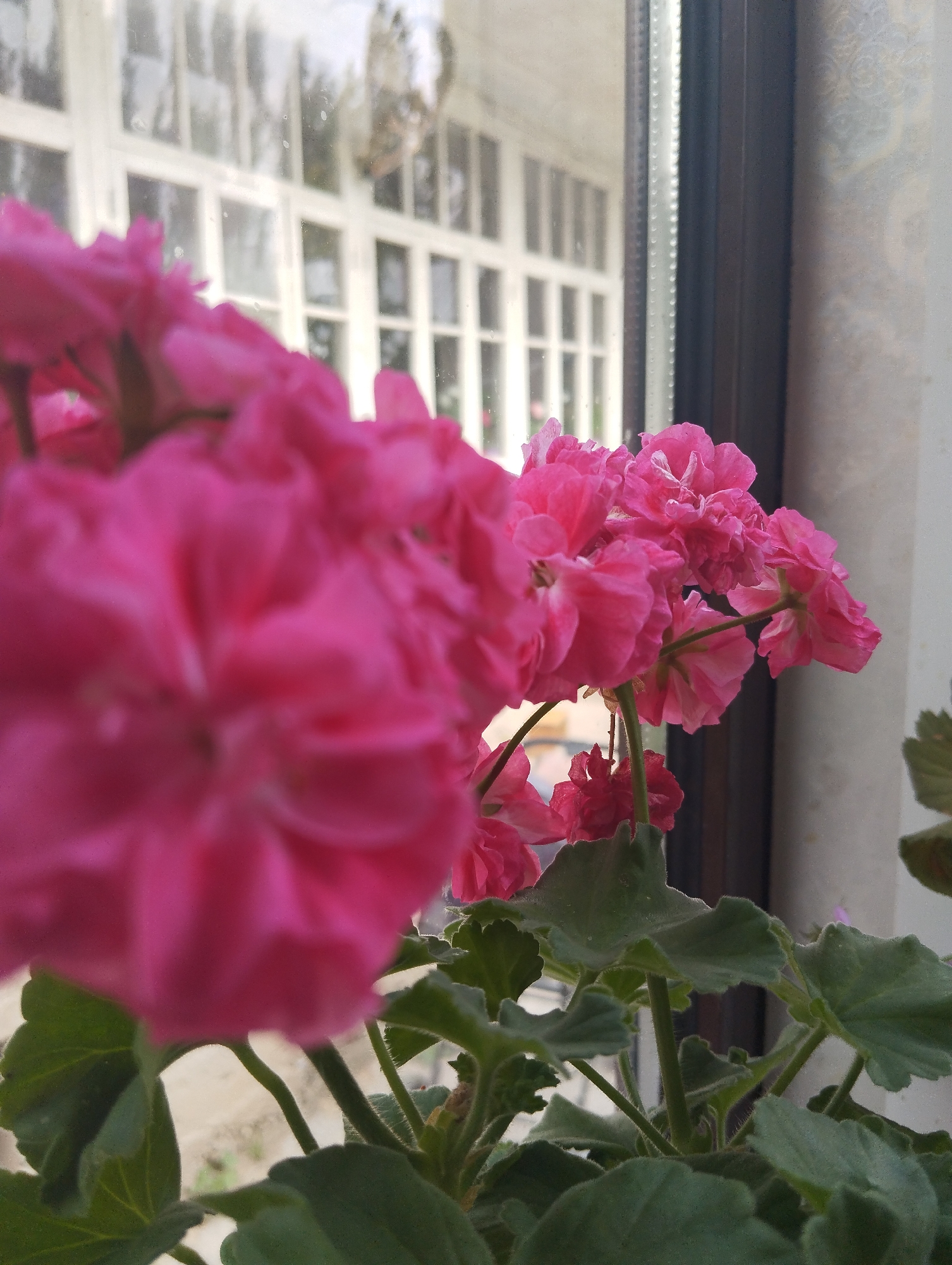 Pink and white garden flowers in close-up, Kyrgyzstan