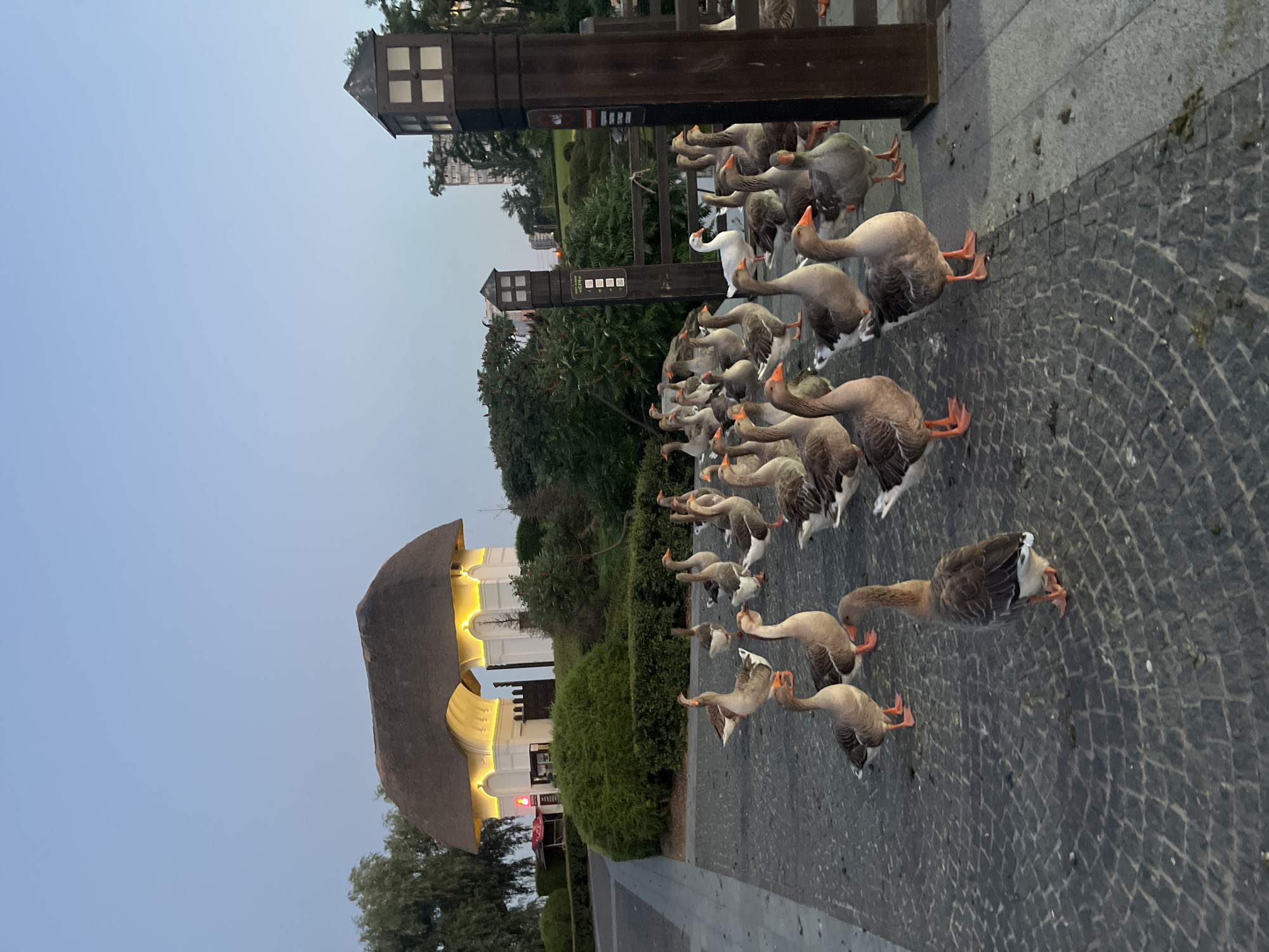 Geese, daylilies, and twilight along Dnipro's waterfront
