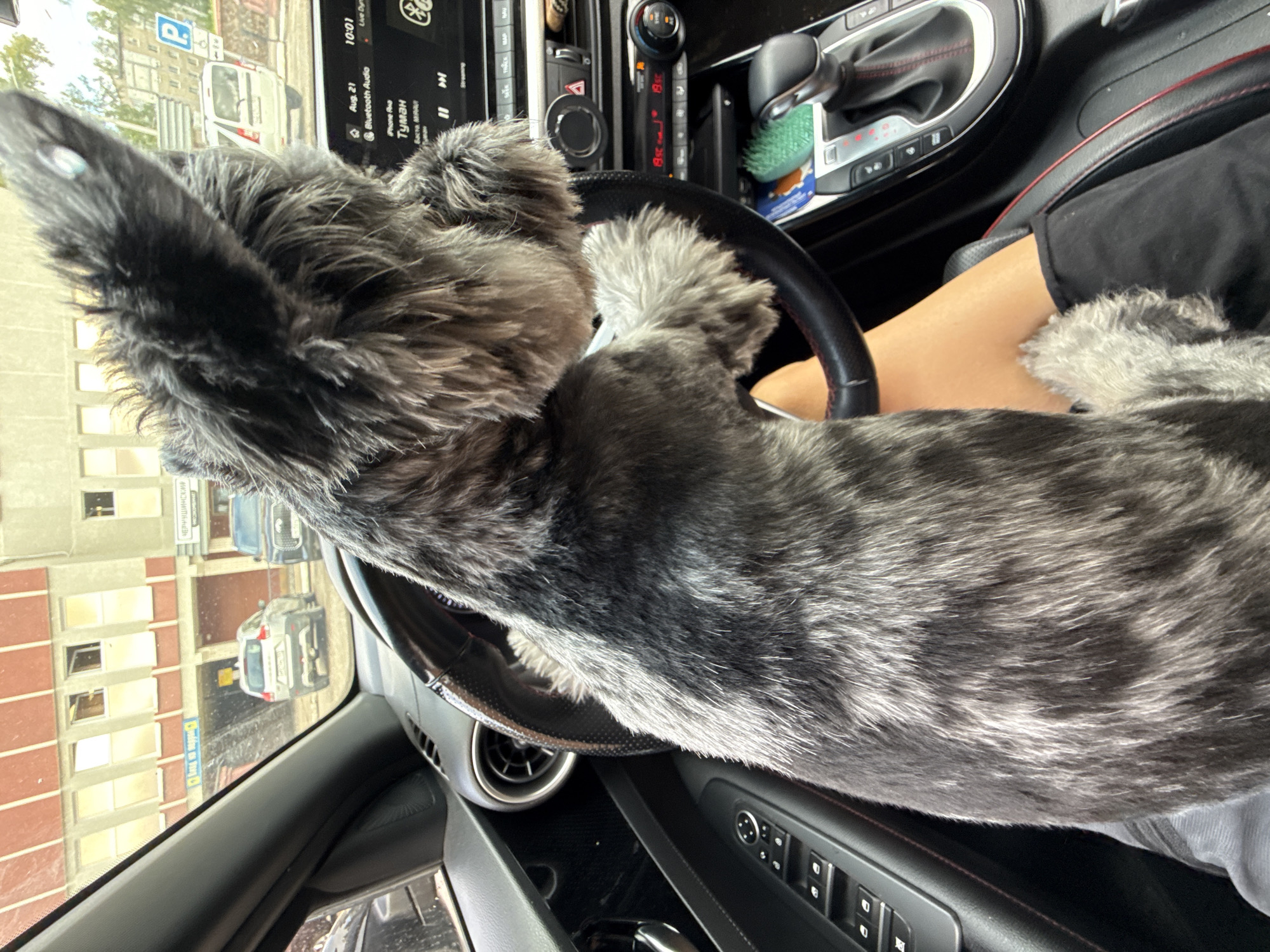 Schnauzer takes the wheel in a Chaikovsky parking lot