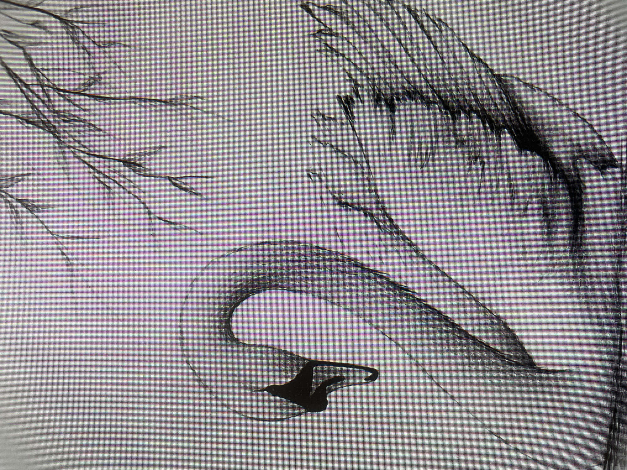 Animal sketches documented in Poltava, Ukraine morning session