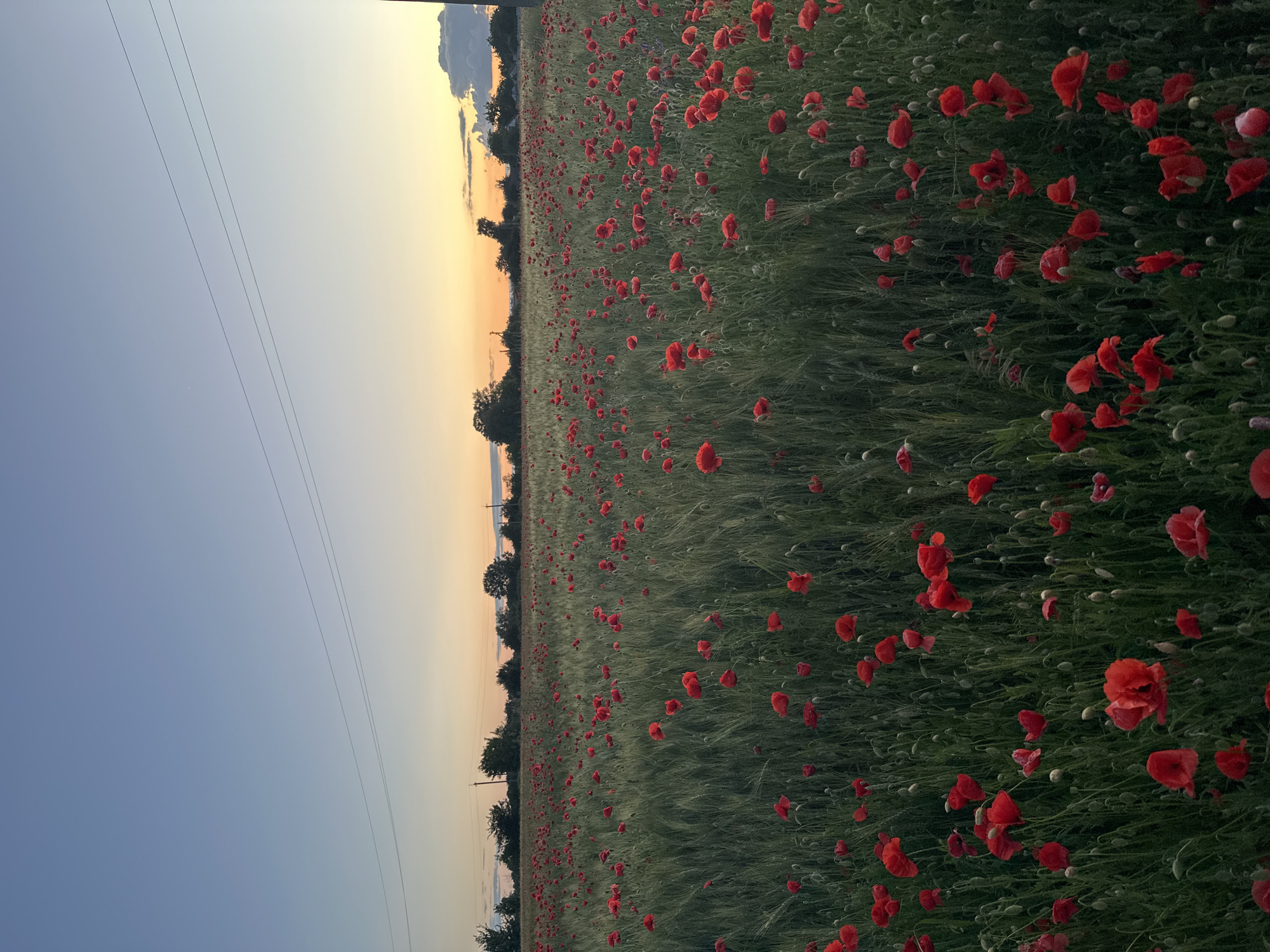 Poppies, grain fields, and quiet roads at dusk in rural Ukraine