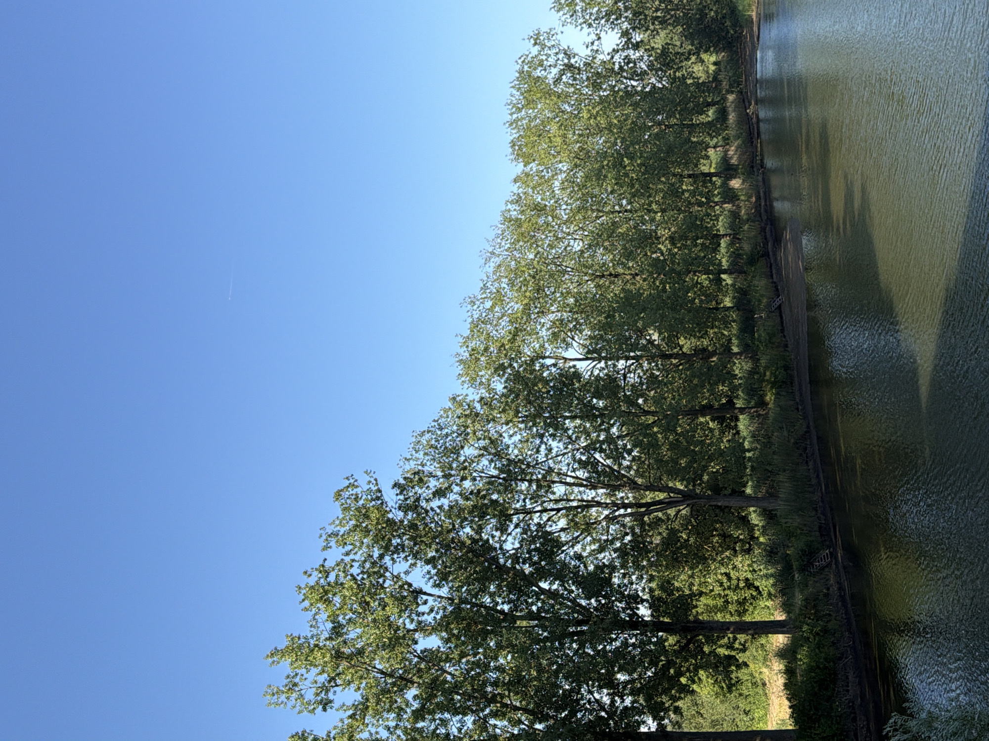 Still water, wildflowers, and a coot in Druten