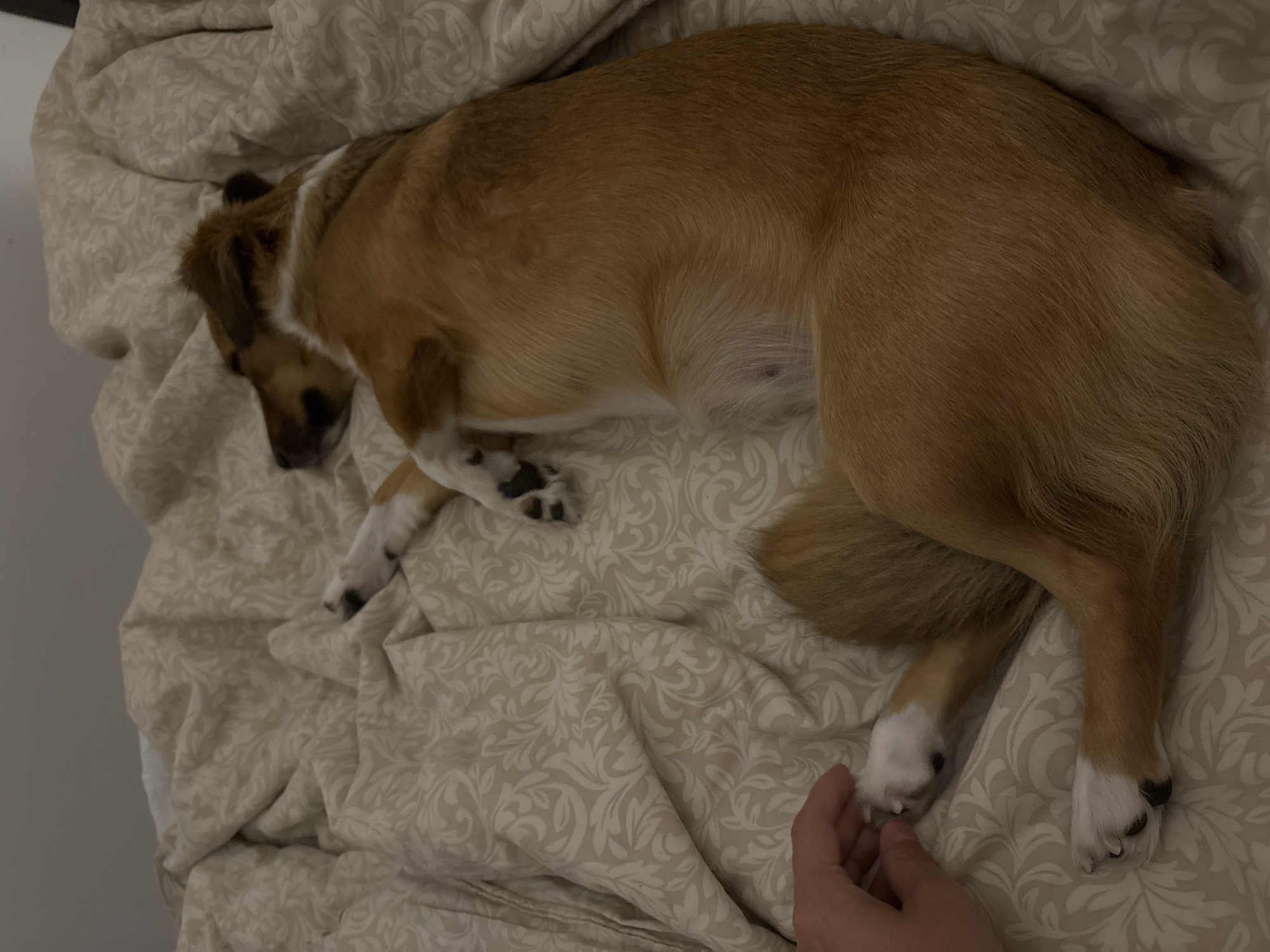 Pets lounging and beadwork in progress at a Plovdiv home
