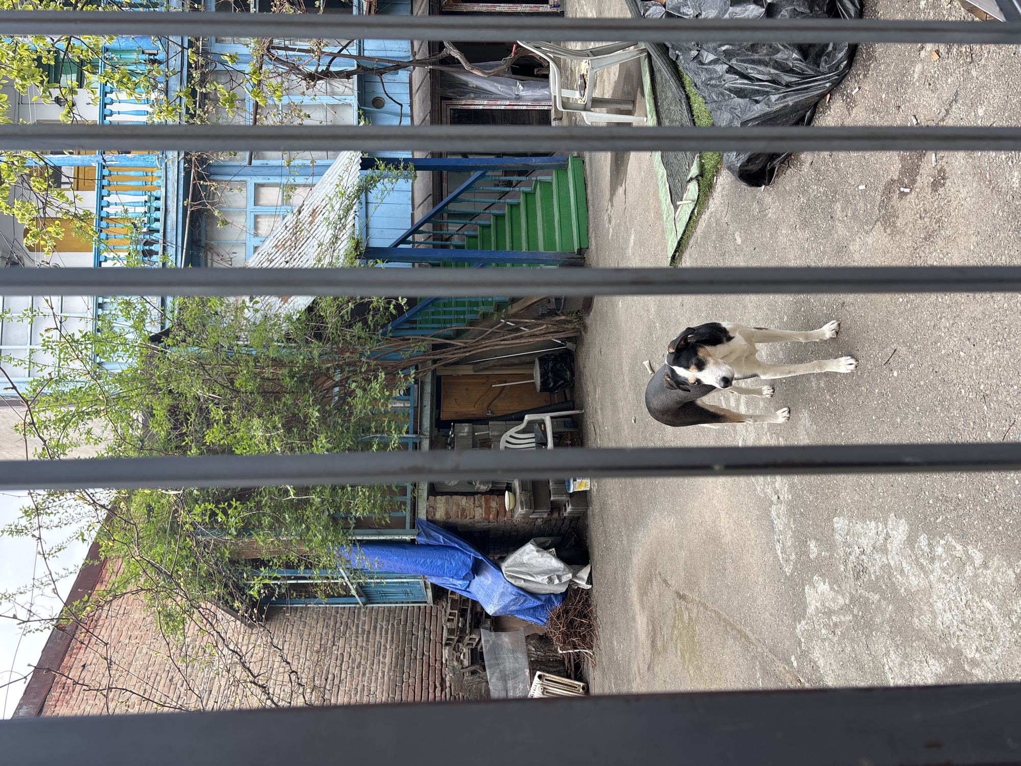 Dog spotted in Tbilisi courtyard amid colorful buildings