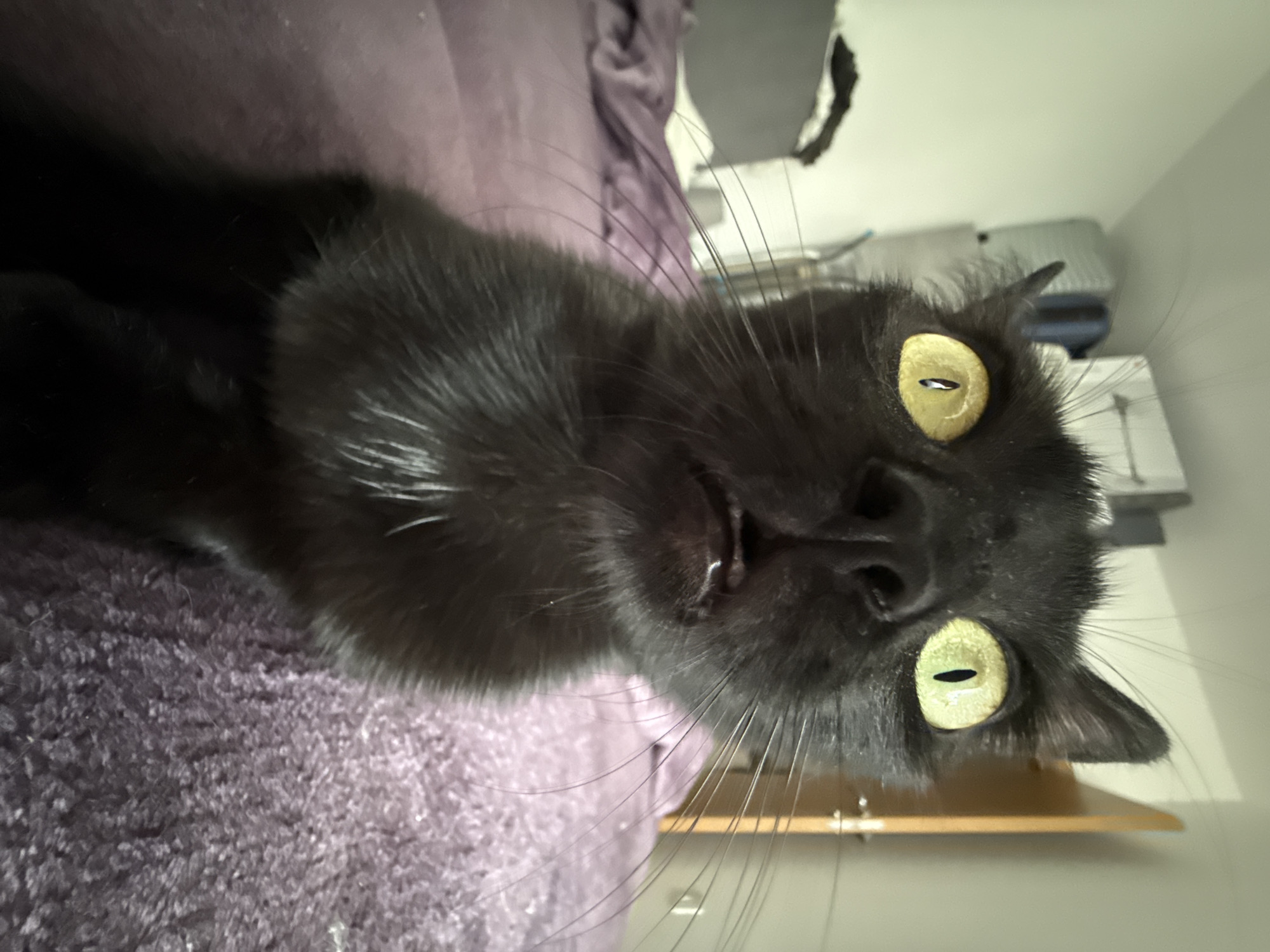 Morning cat photography session captures feline portraits indoors