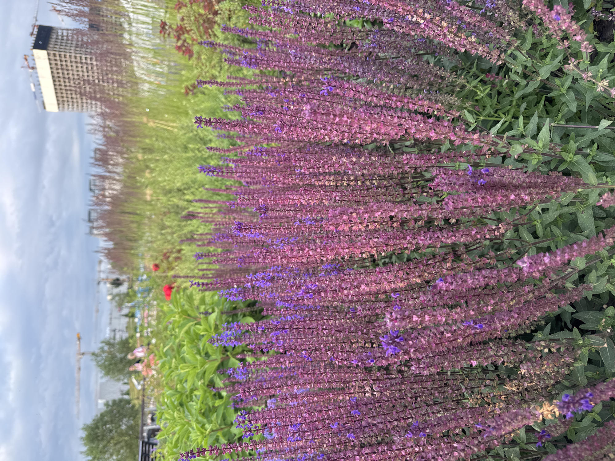 Purple flower spikes in close detail, Khimki