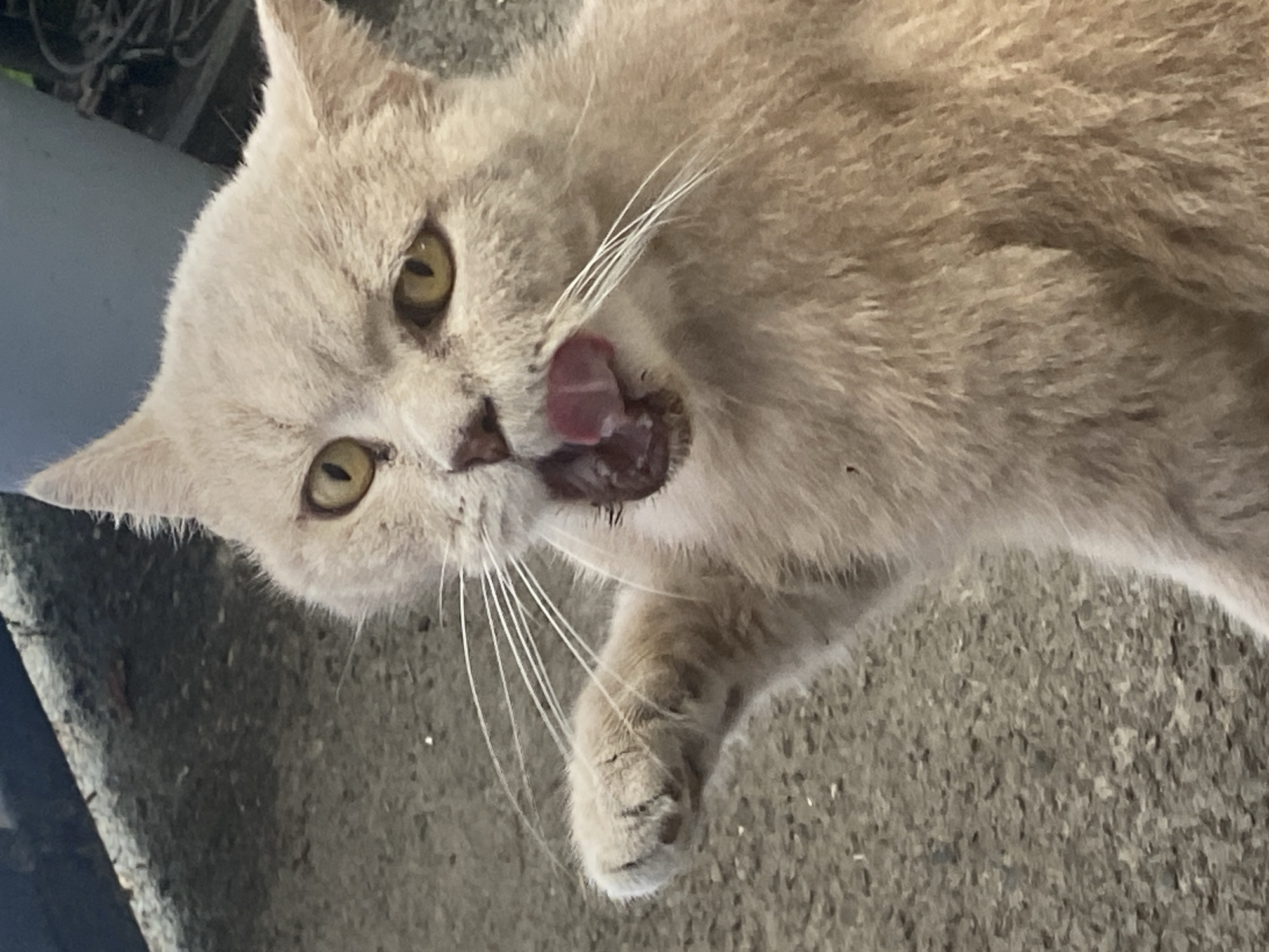 Yellow-eyed cat photographed up close in Maykop, Russia