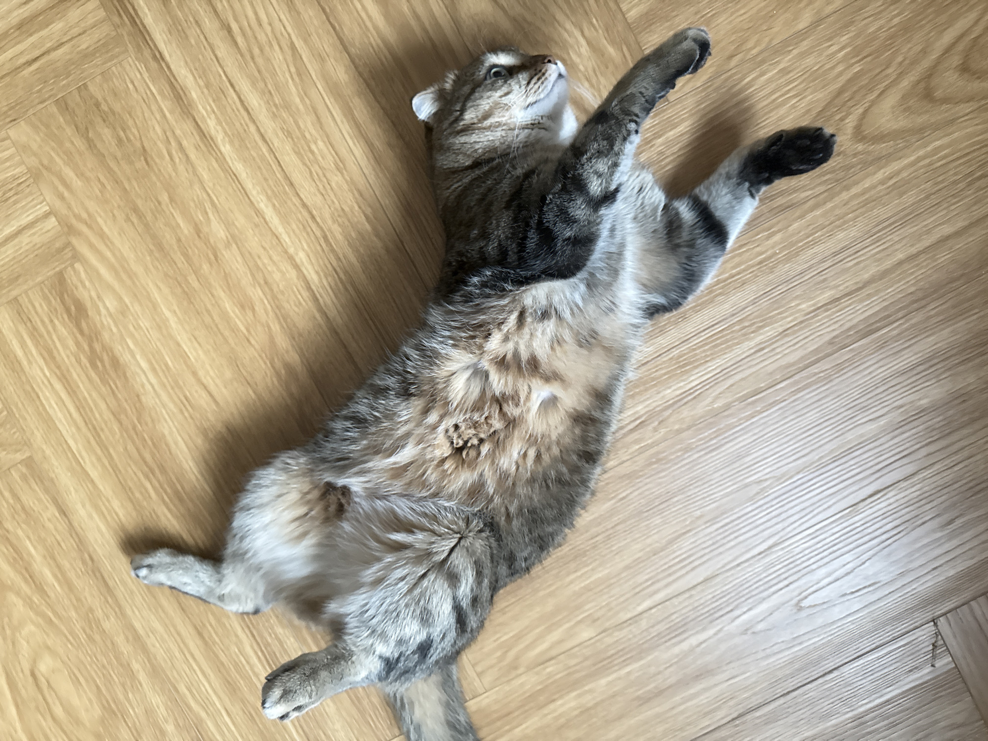 Cat lies on back with paws up in Krasnoyarsk