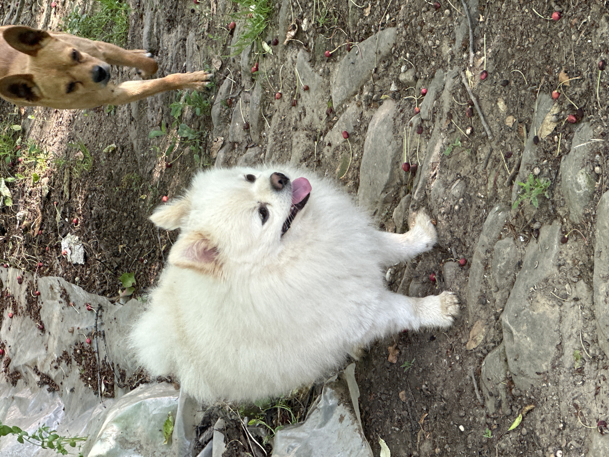 Morning moments documented in Slavyani: dogs, parked car, greetings
