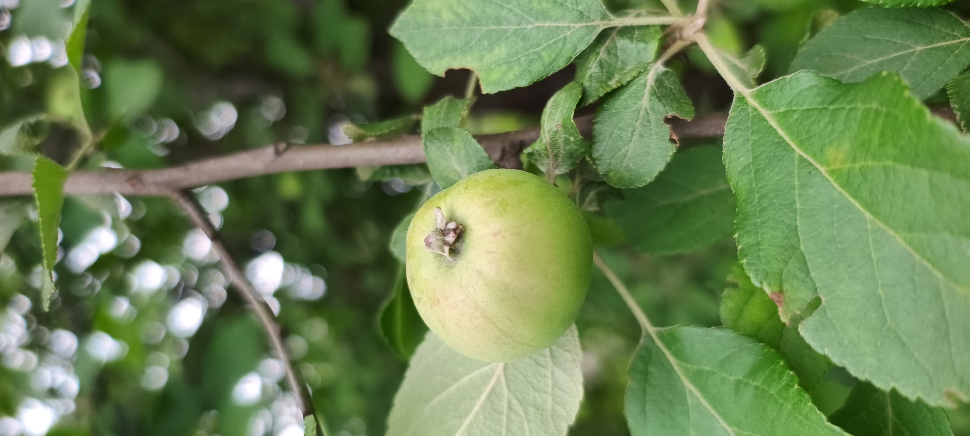 Quiet nature walk with apples, grass, beetles and coffee