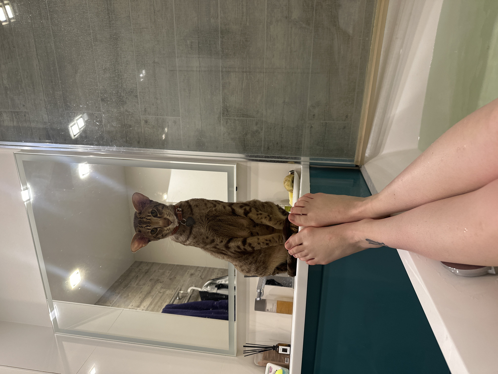 Cat observed in Moscow bathroom during evening hours