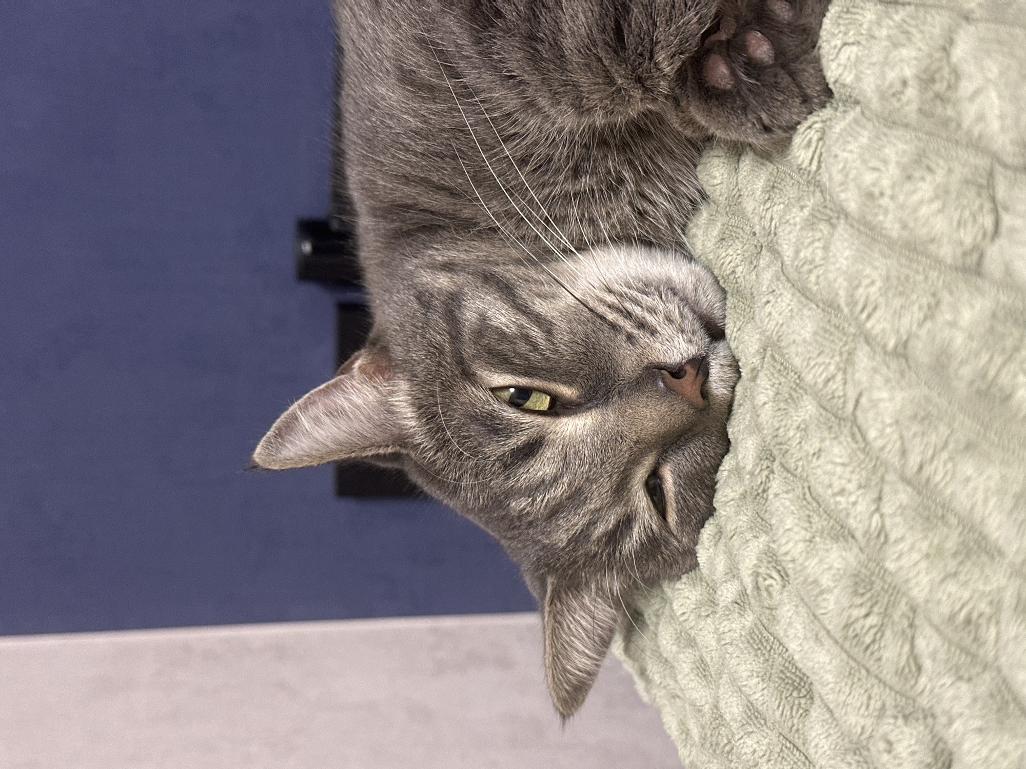 Grey tabby cat rests on green blanket in Krasnoyarsk