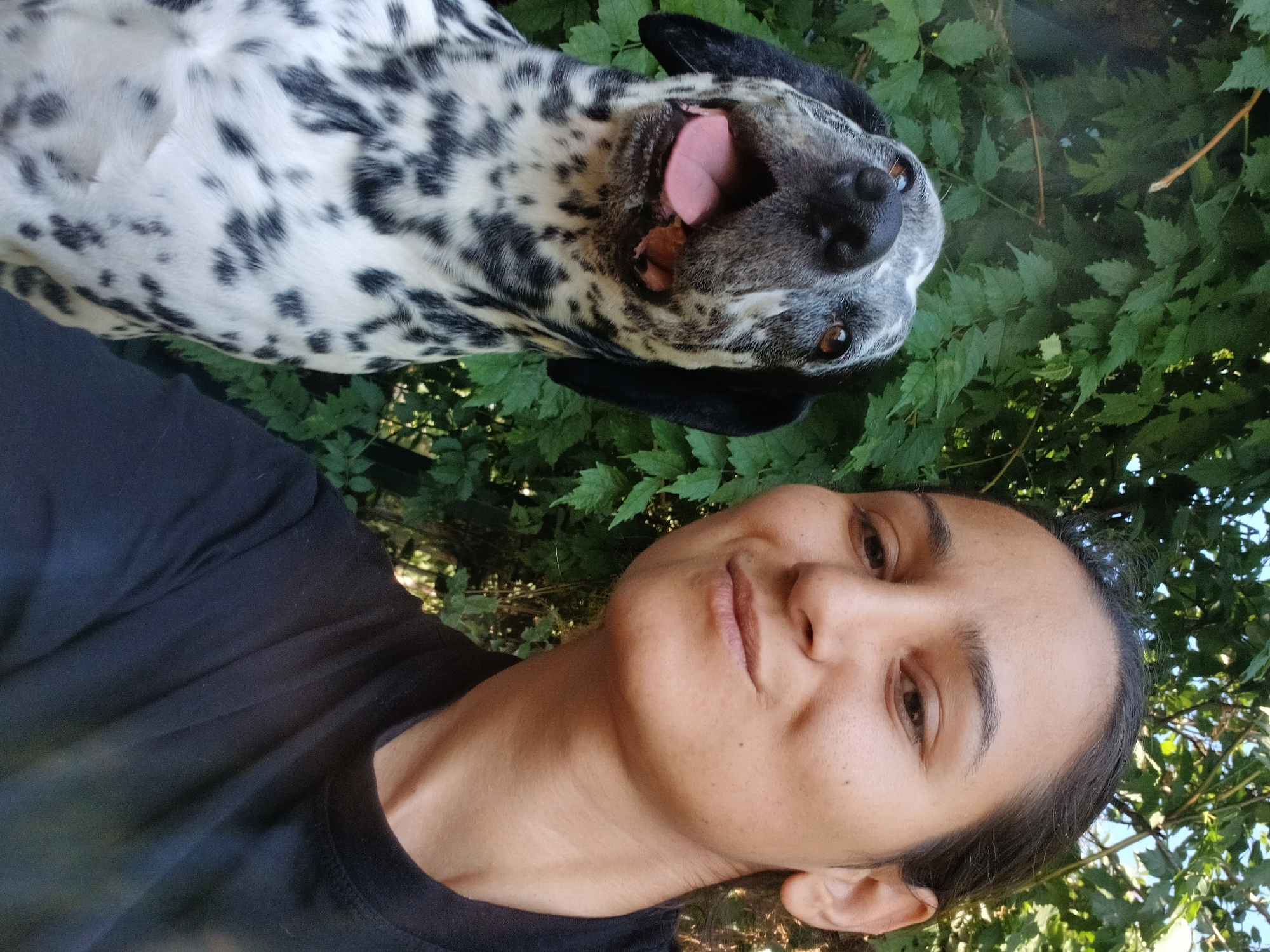 Dalmatians and dogs relaxing and playing outdoors