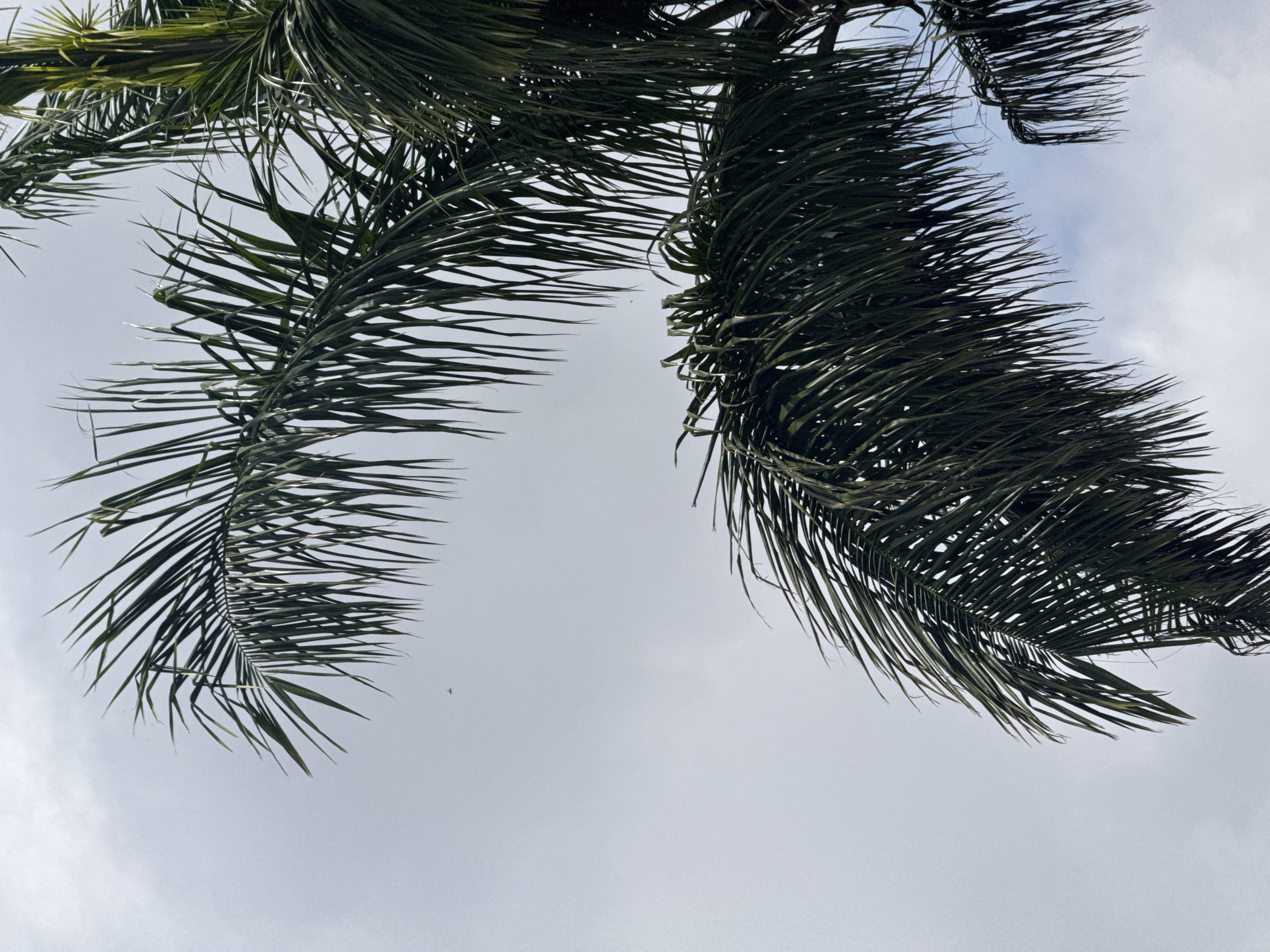 Palm fronds and street signs under Da Lat's cloudy sky