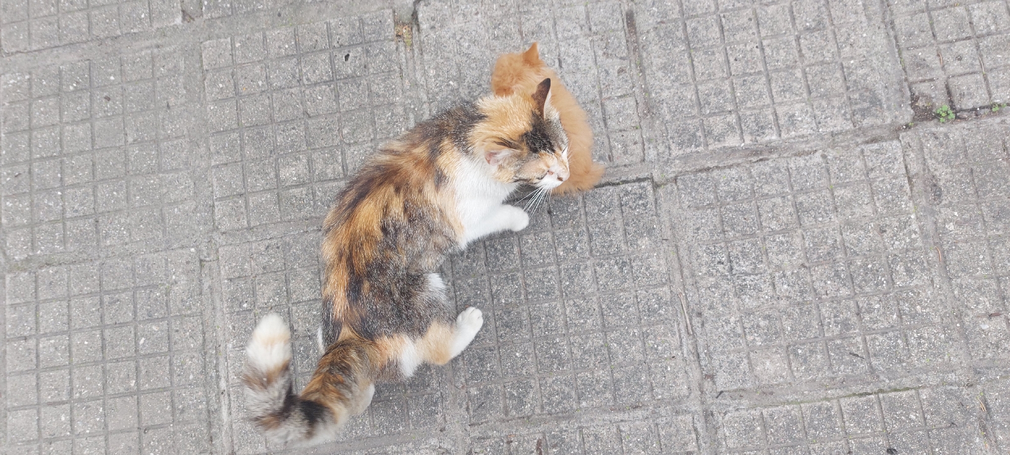Cats and kitten spotted lounging in Bulgarian village yard