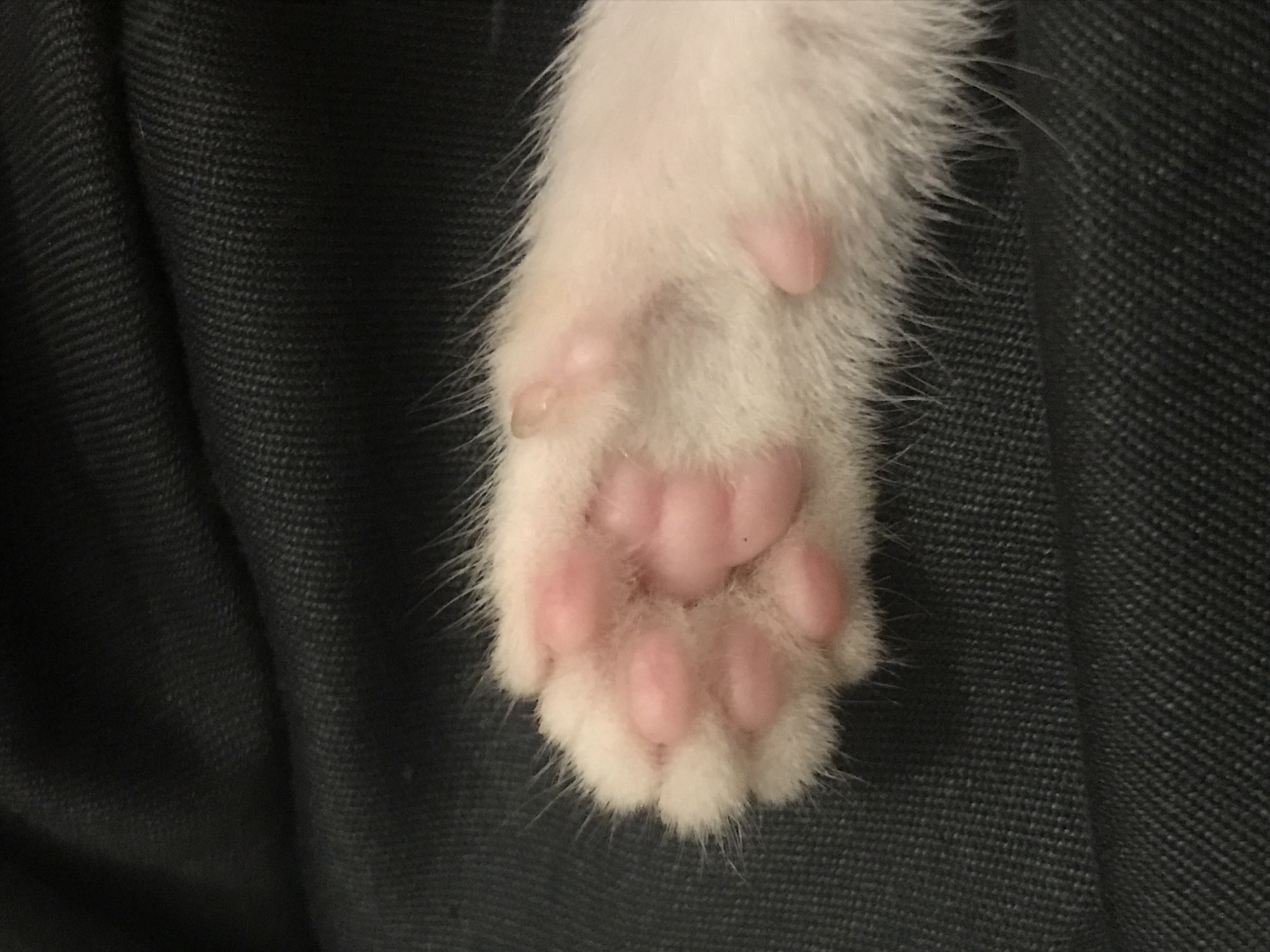 Close-up photos capture kitten in Nha Trang