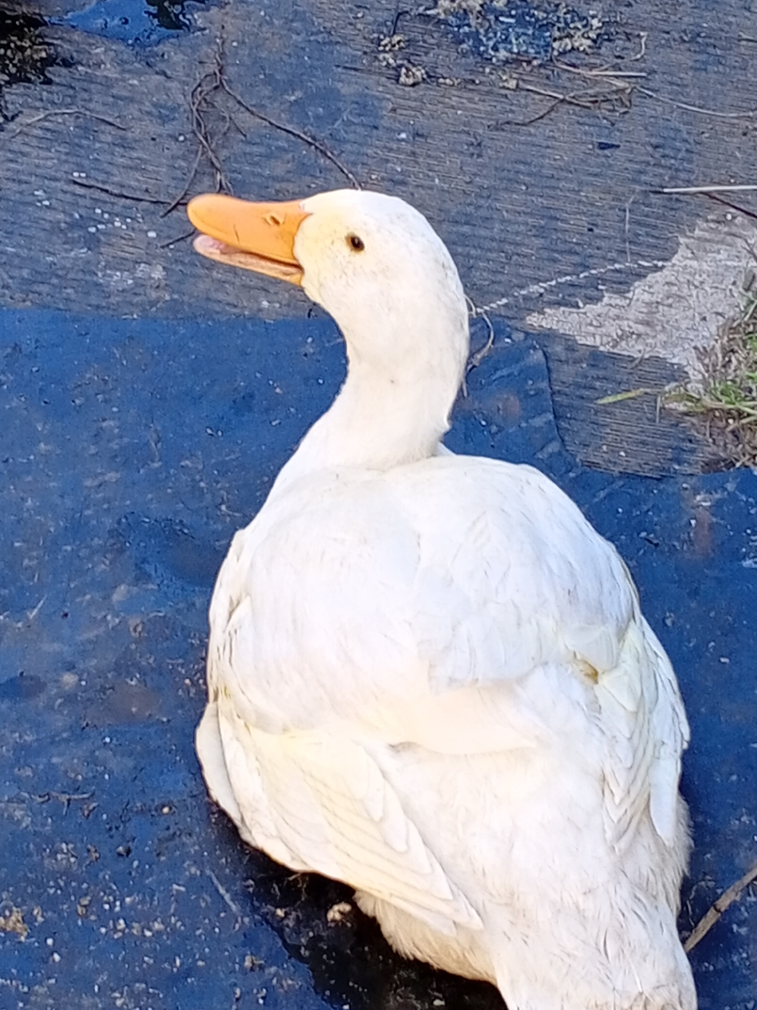 Ducks roaming and resting in a sunny outdoor yard