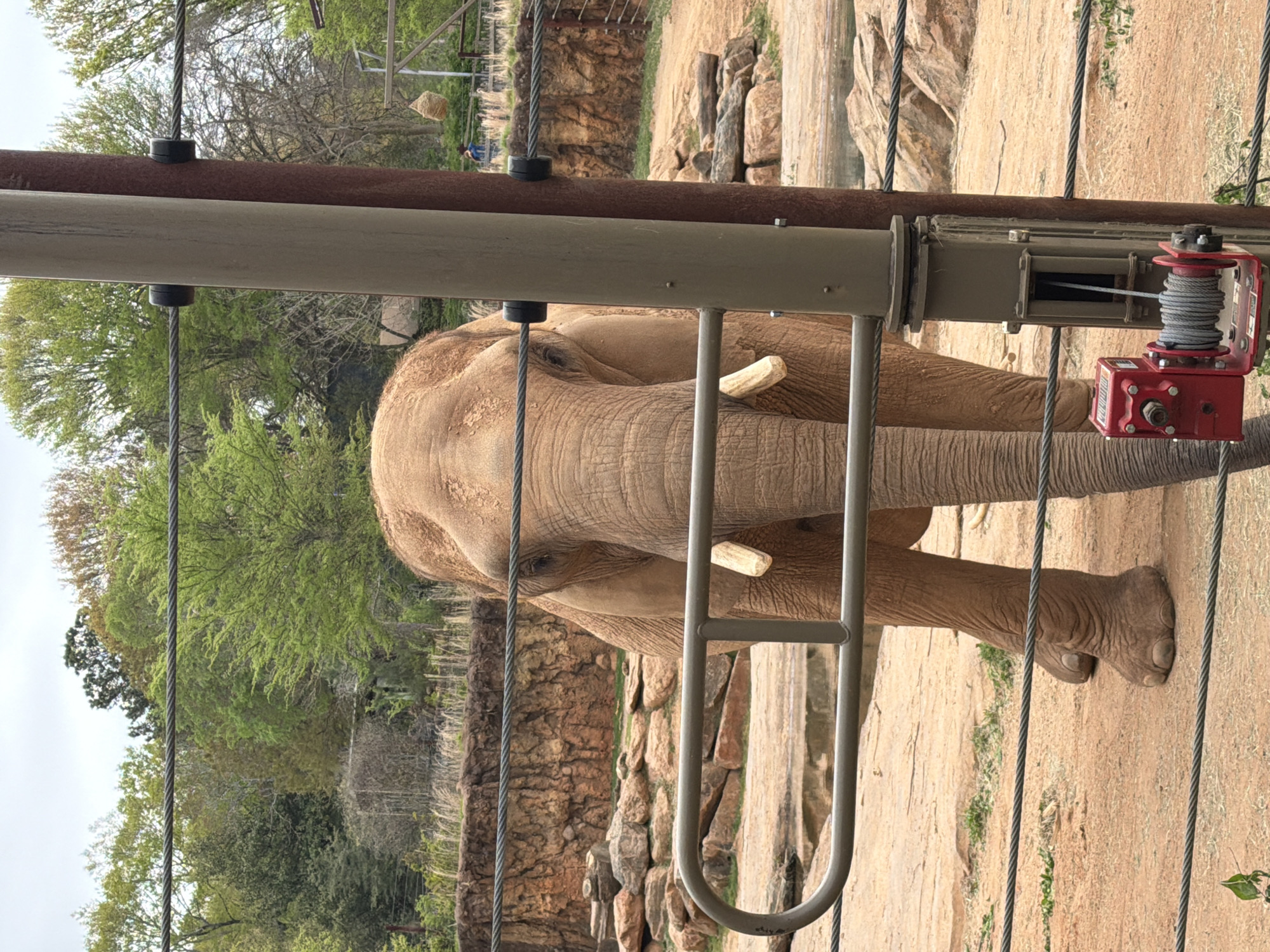 Zoo Atlanta visitors document diverse animal species during afternoon visit