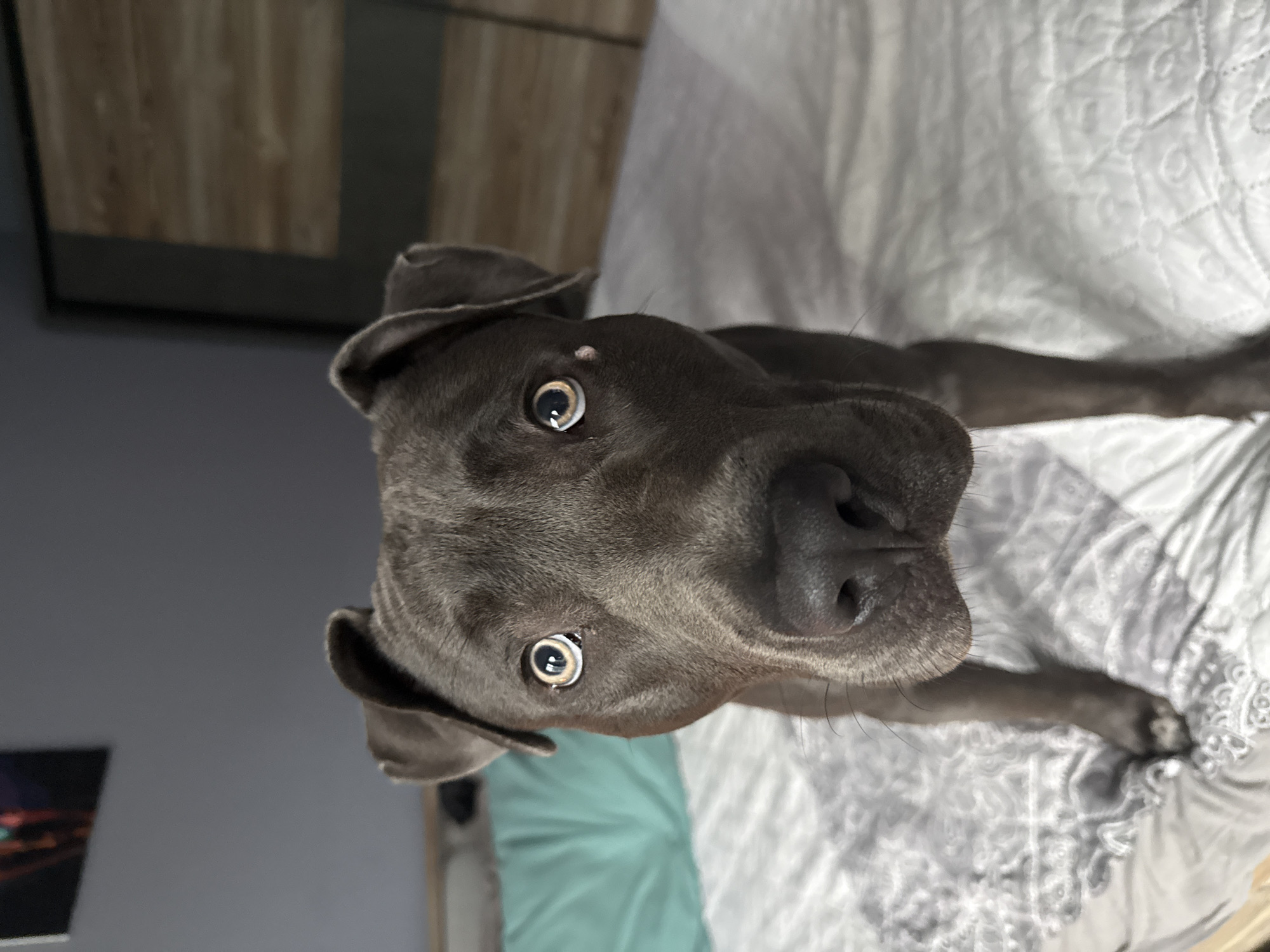 Green-eyed pit bull lounges and plays in Varna