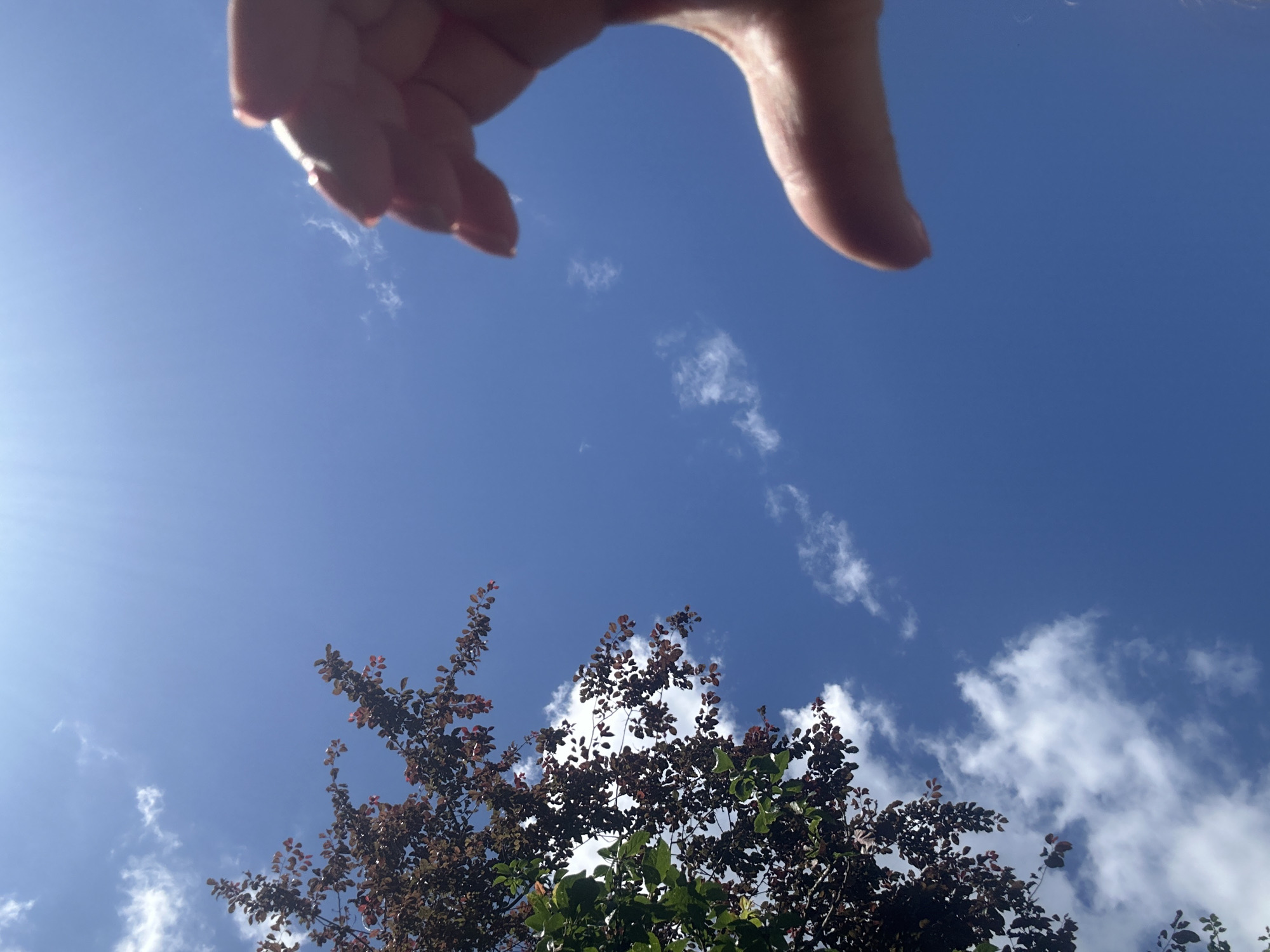 Quiet afternoon moments documented across Krefeld neighborhood gardens