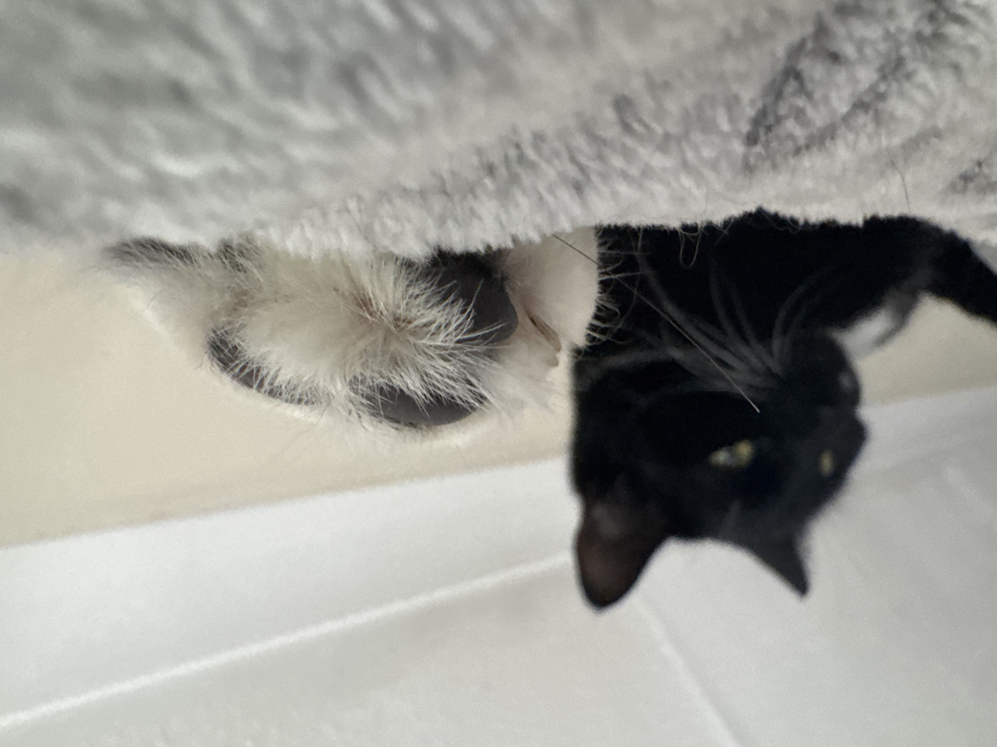 Black and white cat spotted in Desborough home